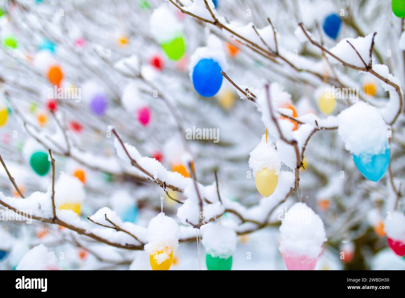 Ostereier mit Schnee bedeckt hängen an Zweigen und Ästen im Garten zur Dekotation Stockfoto