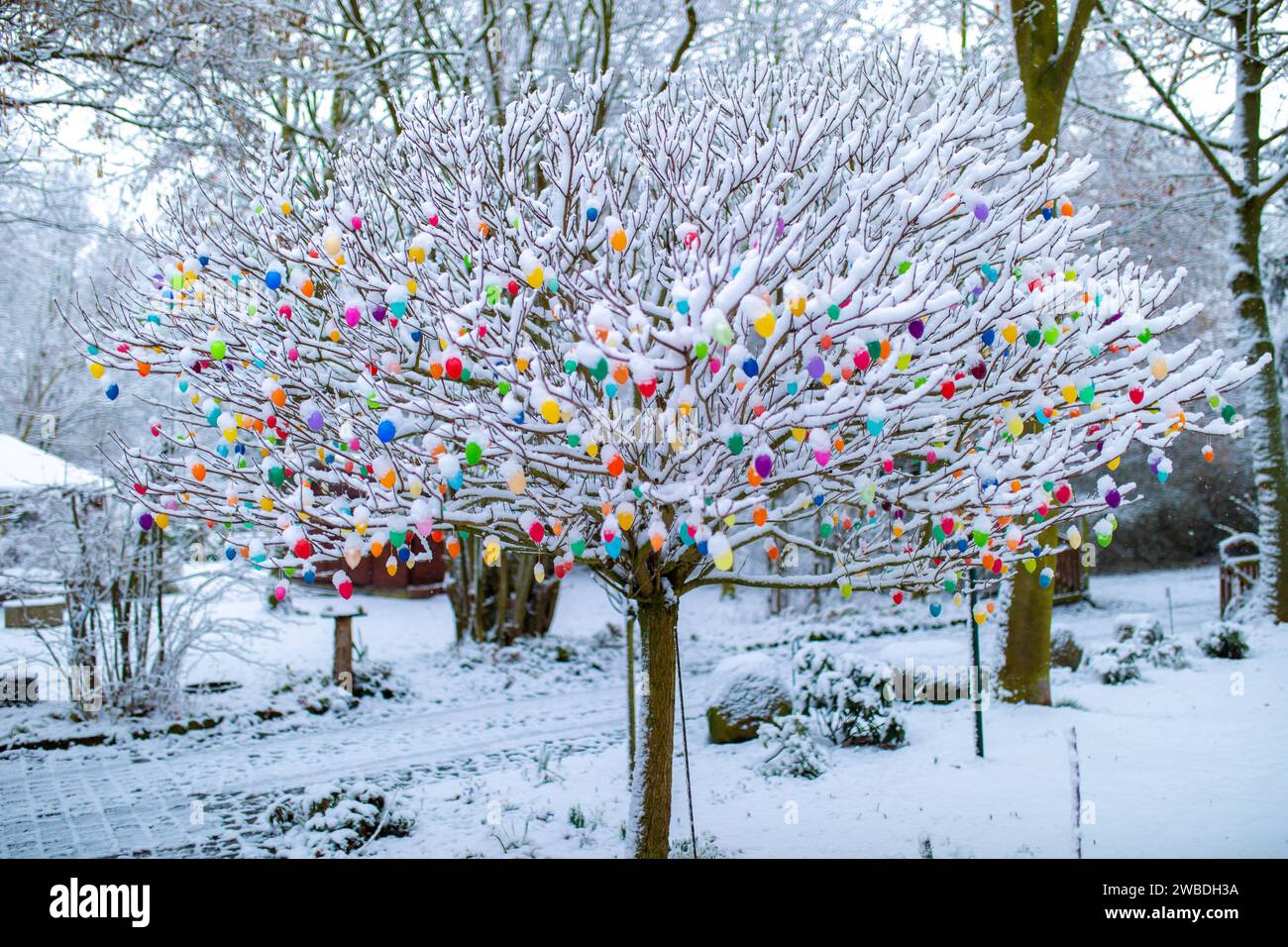 Ostereier mit Schnee bedeckt hängen an Zweigen und Ästen im Garten zur Dekotation Stockfoto