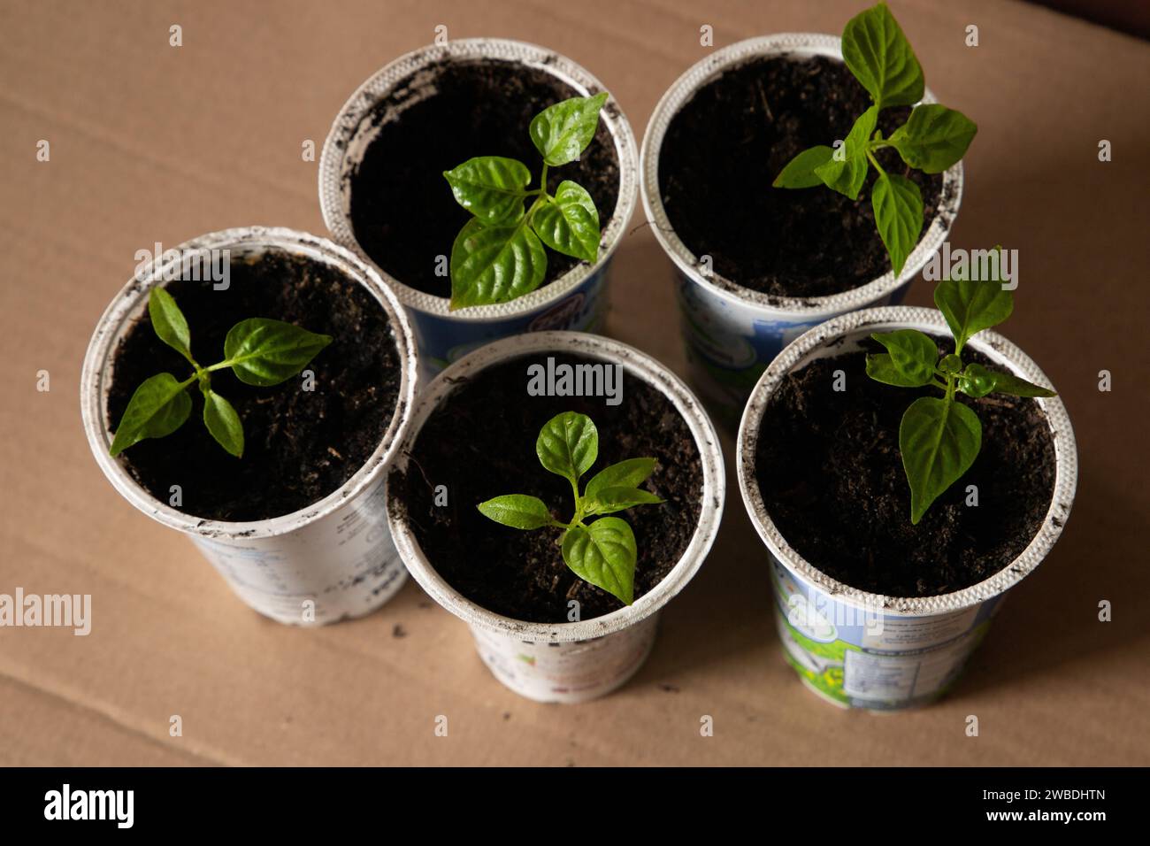 Kleine Gemüsesetzlinge in recycelten Kunststoffjoghurtbechern. Zero Waste Konzept . Stockfoto