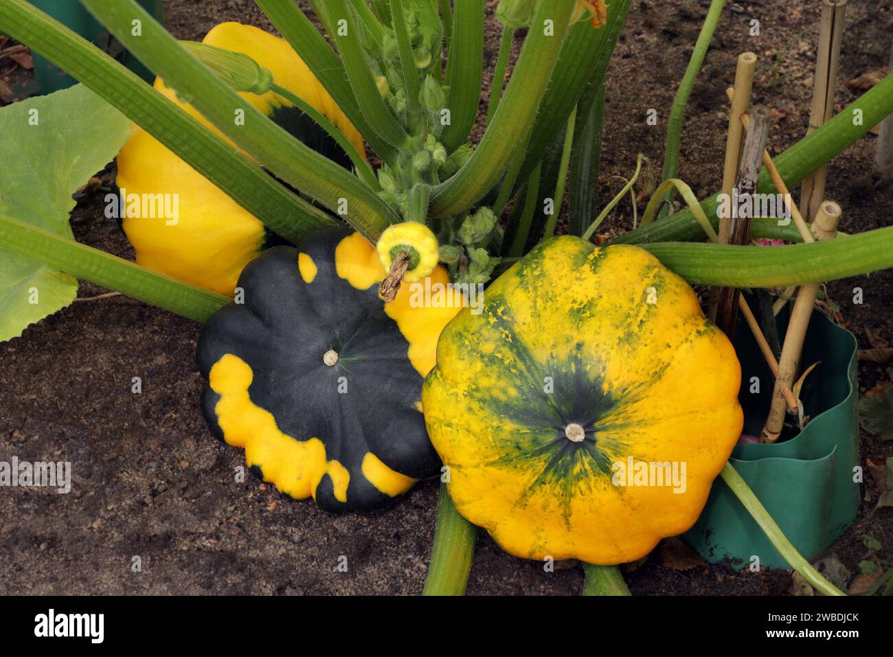 Die jungen und Reifen Früchte des gelb-grünen Jakobsmuschelkürbis liegen auf dem Boden. Es wächst ein Patisson-Pflanzenstrauch mit Pattypanen verschiedener Größe Stockfoto