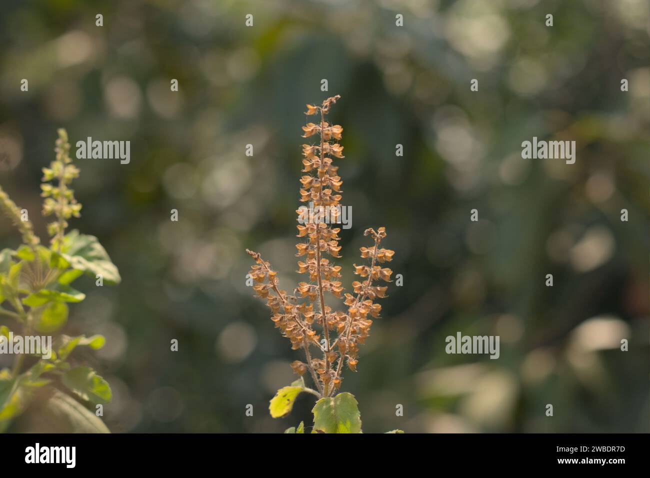 Heiliger Basilikum oder Tulsi, heilige Heilpflanze Indiens. Stockfoto