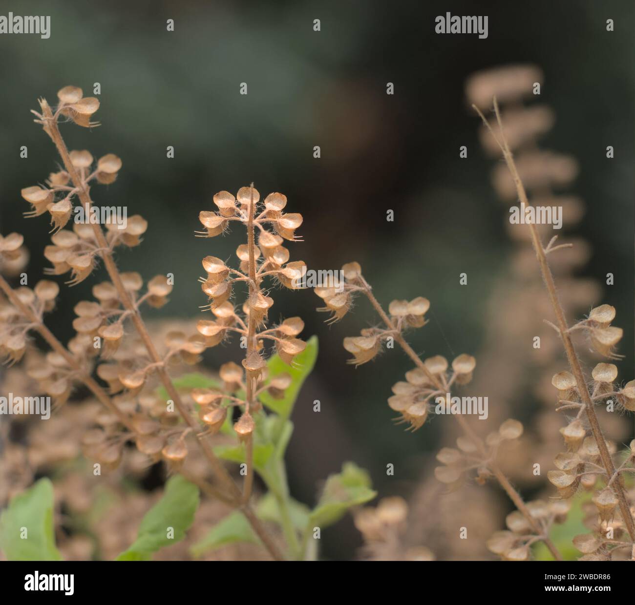 Heiliger Basilikum oder Tulsi, heilige Heilpflanze Indiens. Stockfoto