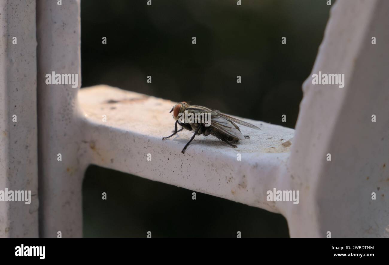 Big House Fly in der Wintersonne. Stockfoto