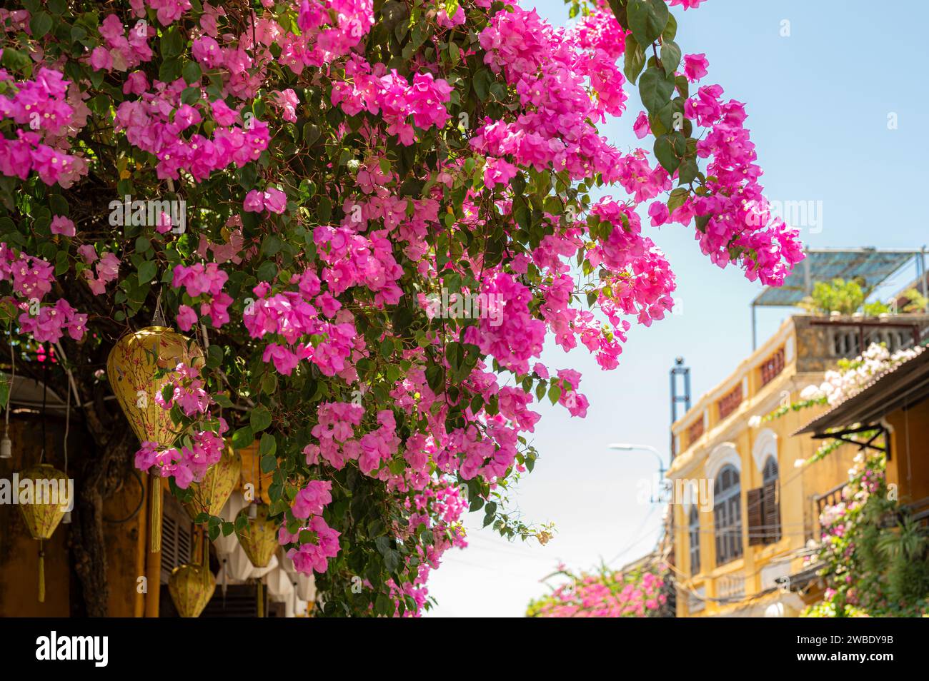 Pulsierende, rosa Blumen, die von einem Gebäude im Herzen der alten vietnamesischen Stadt Hoian, die zum UNESCO-Weltkulturerbe gehört, abfließen. Stockfoto