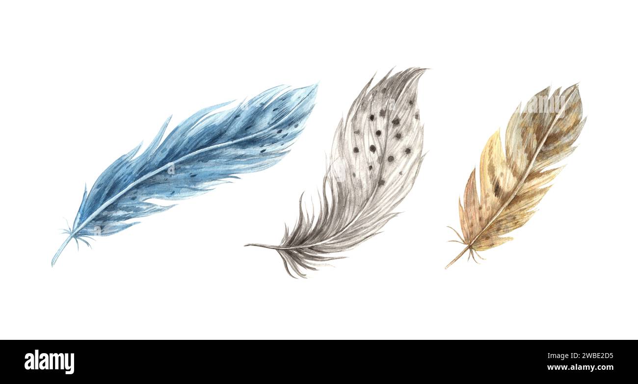 Set mit realistischen Federn für Aquarelle. Detailgetreue Vogelfedern in realistischem Stil. Handgezeichnete Illustration auf isoliertem Hintergrund für Grußkarten, Stockfoto