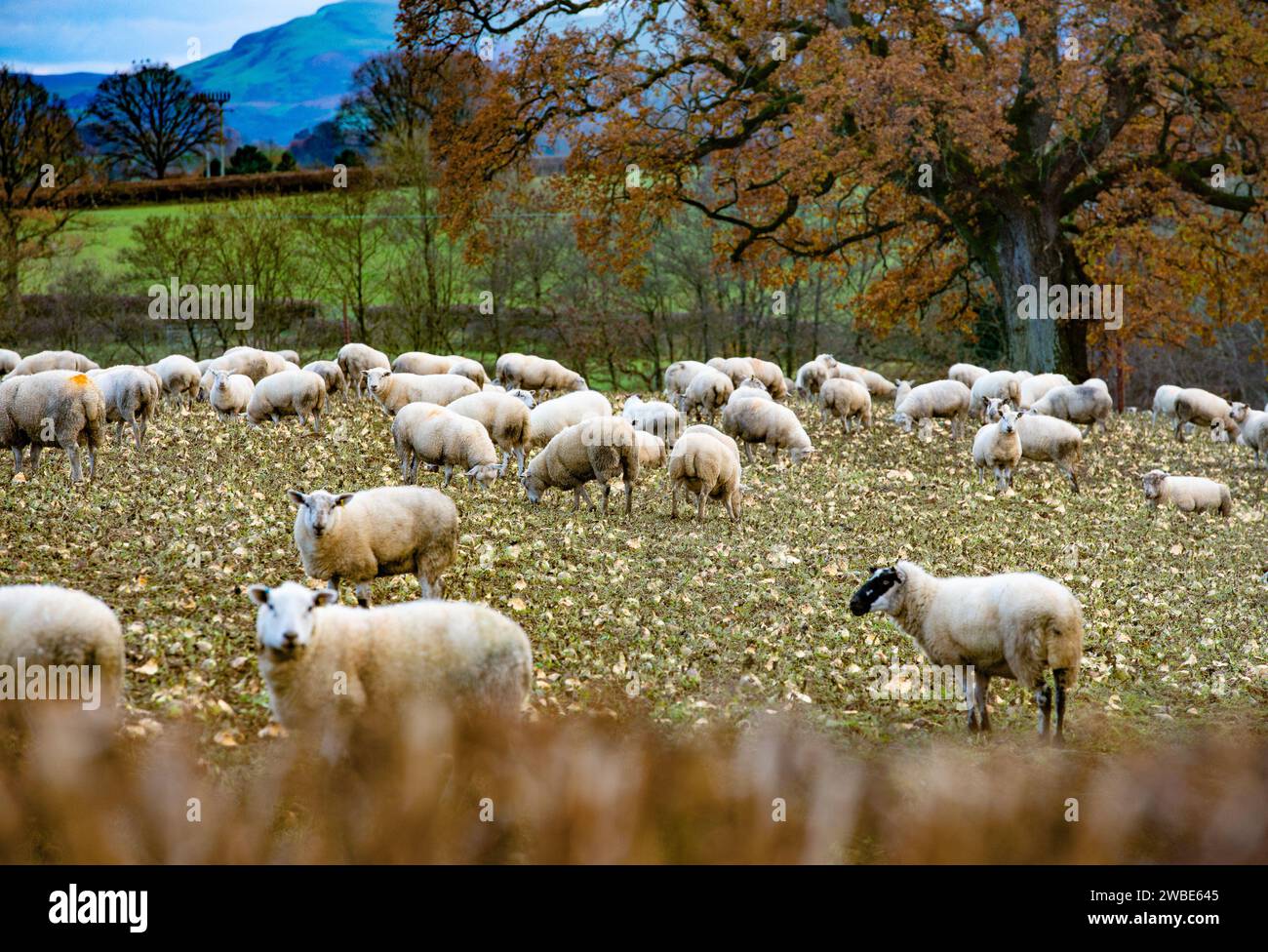 Schafe in der Nähe von Builth Wells, Powys, Wales, ernähren sich von Wurzeln. Stockfoto