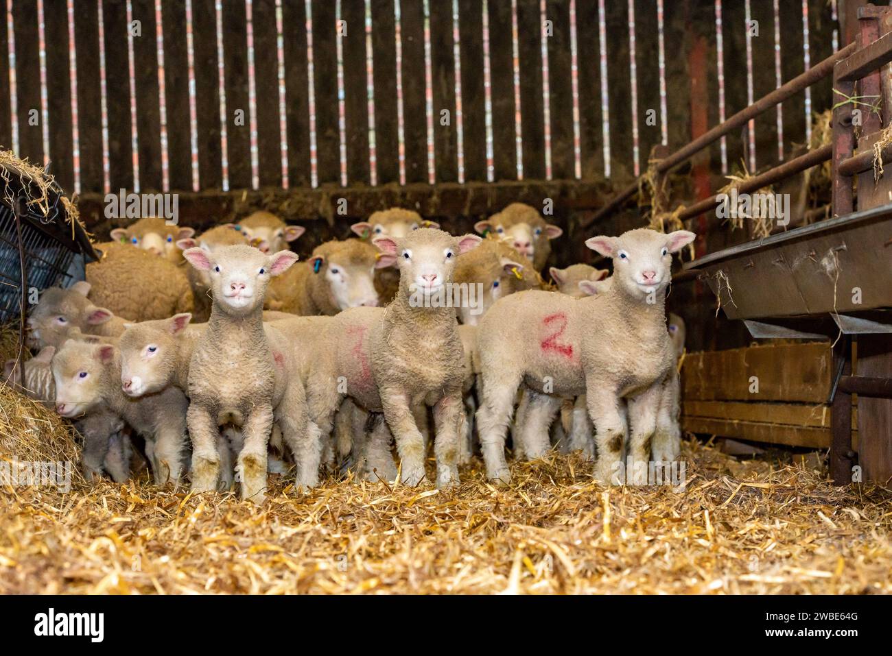 Dorset Schafe mit Lämmern auf der Farm Richard und Sue AlpeÕs in Chipping, nahe Preston, Lancashire. Die fruchtbaren Schafrassen sind in der Lage, alle zu lammen Stockfoto