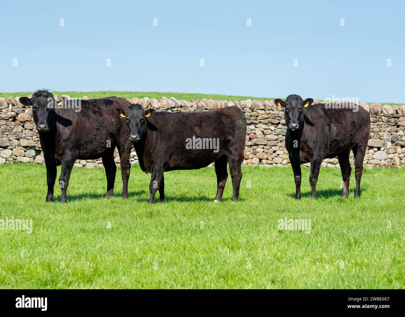 Wagyu Cross Beef Cattle, Penrith, Cumbria, Großbritannien. Stockfoto