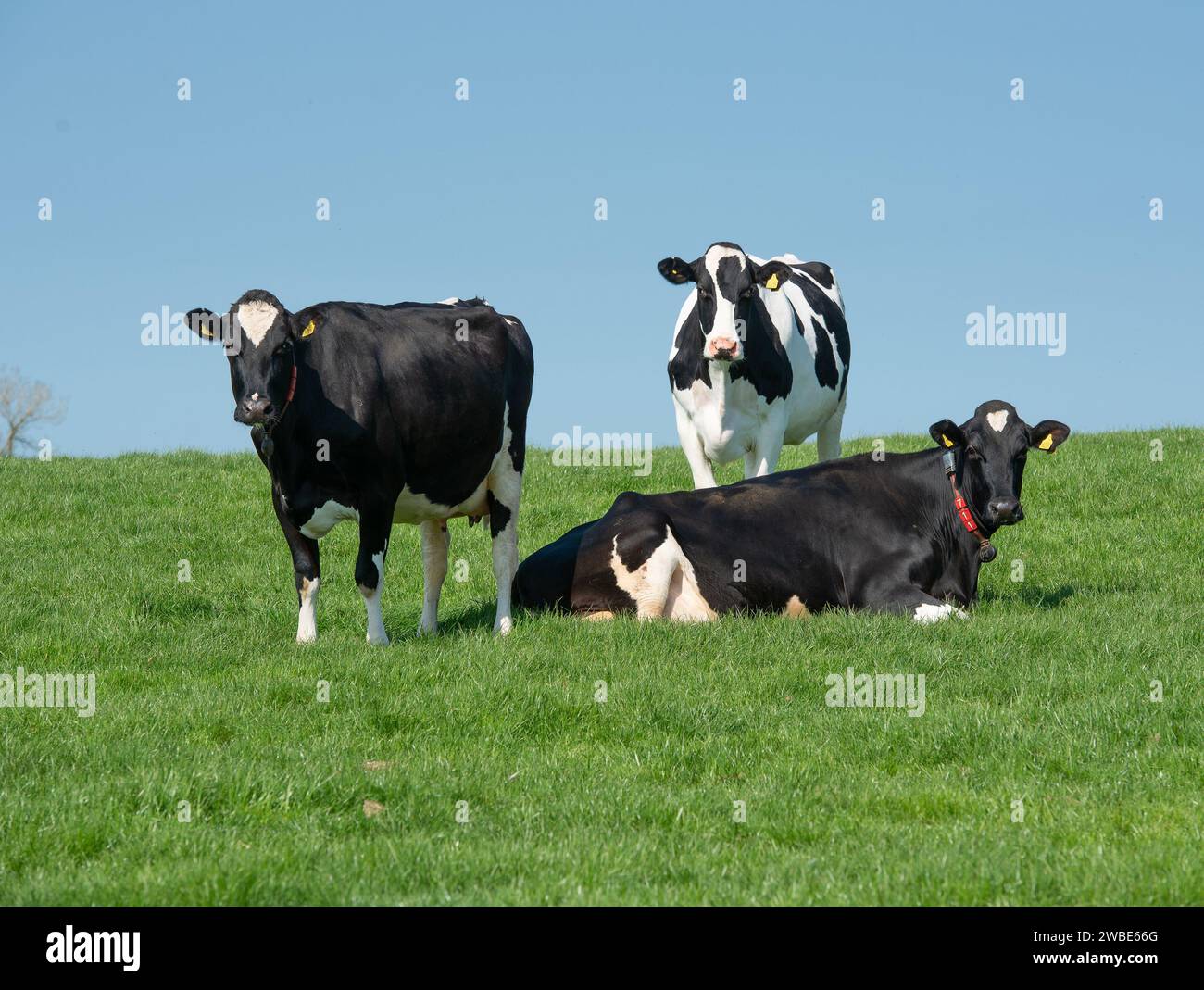 Trockene Milchkühe, Penrith, Cumbria, Großbritannien. Stockfoto