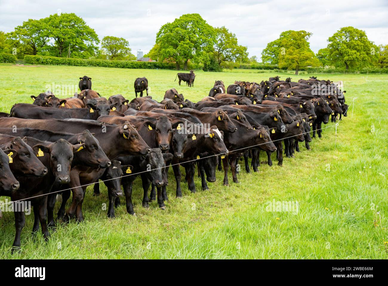 Wagyu Beef Cattle, Shropshire, Vereinigtes Königreich. Stockfoto