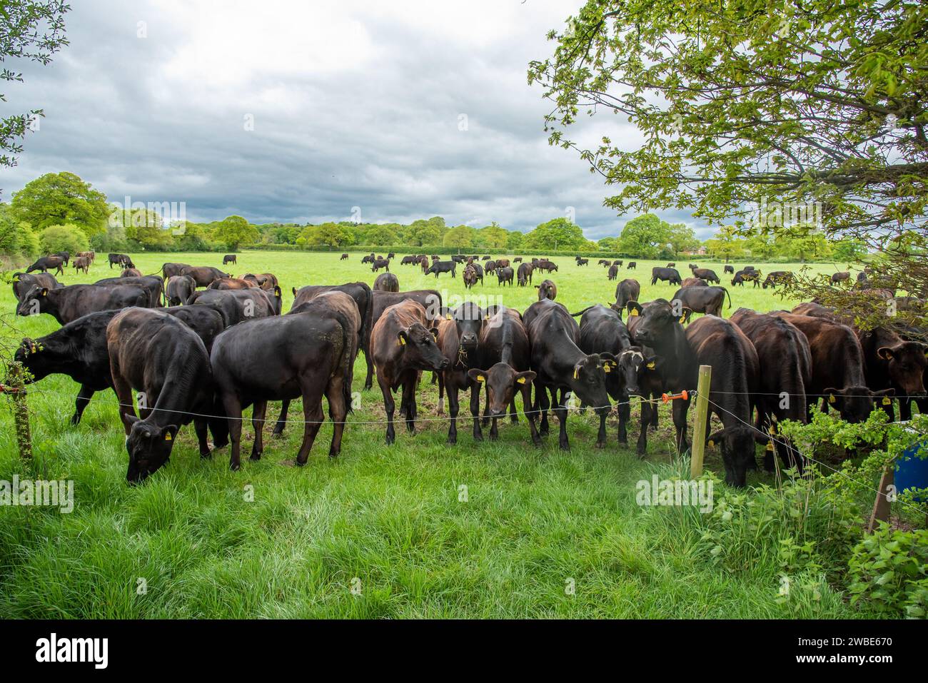 Wagyu Beef Cattle, Shropshire, Vereinigtes Königreich. Stockfoto