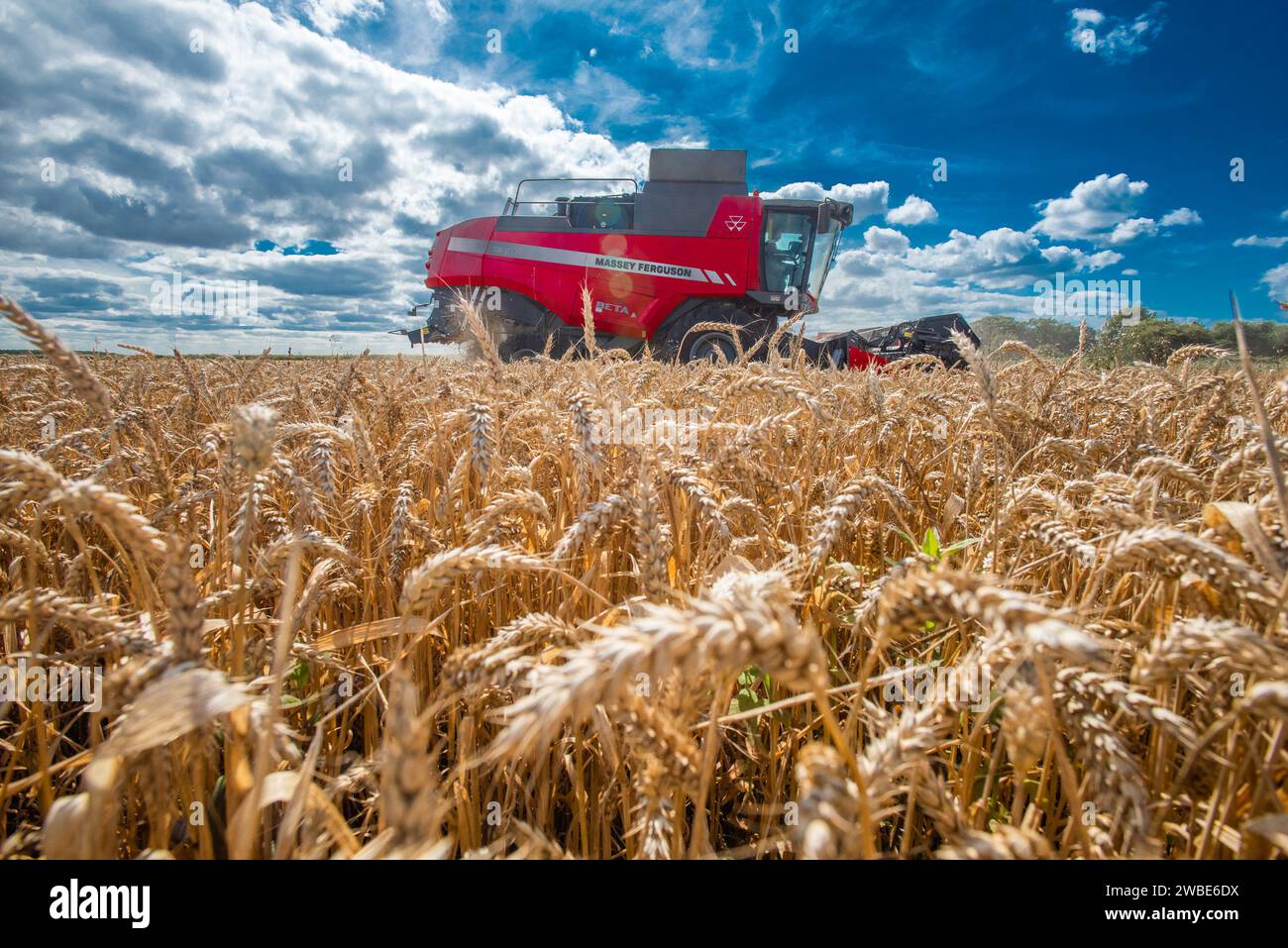 Mähdrescher, der Weizen erntet, Southport, Lancashire, Großbritannien. Stockfoto
