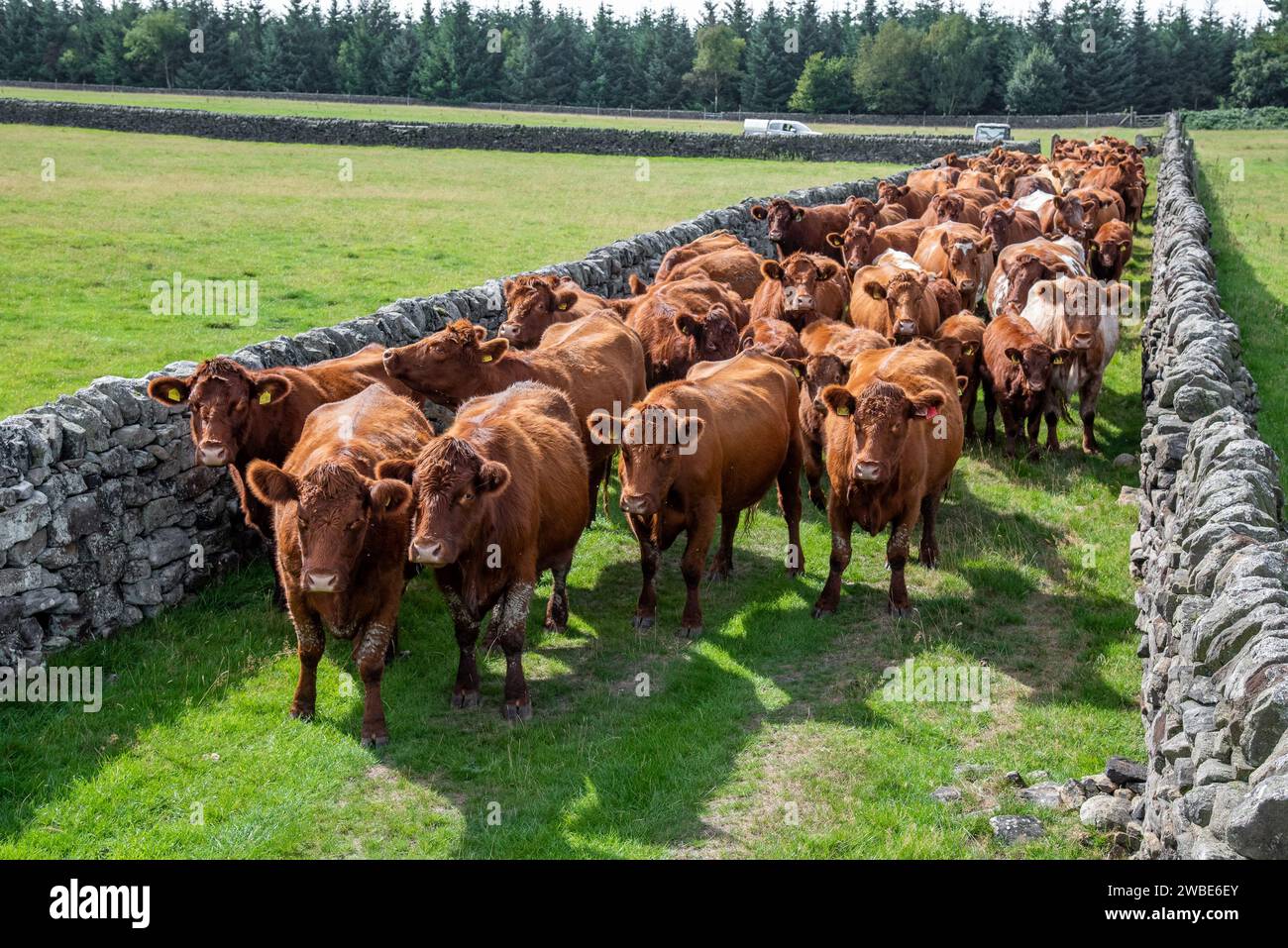 Luing Beef Cattle, Derbyshire, Vereinigtes Königreich Stockfoto