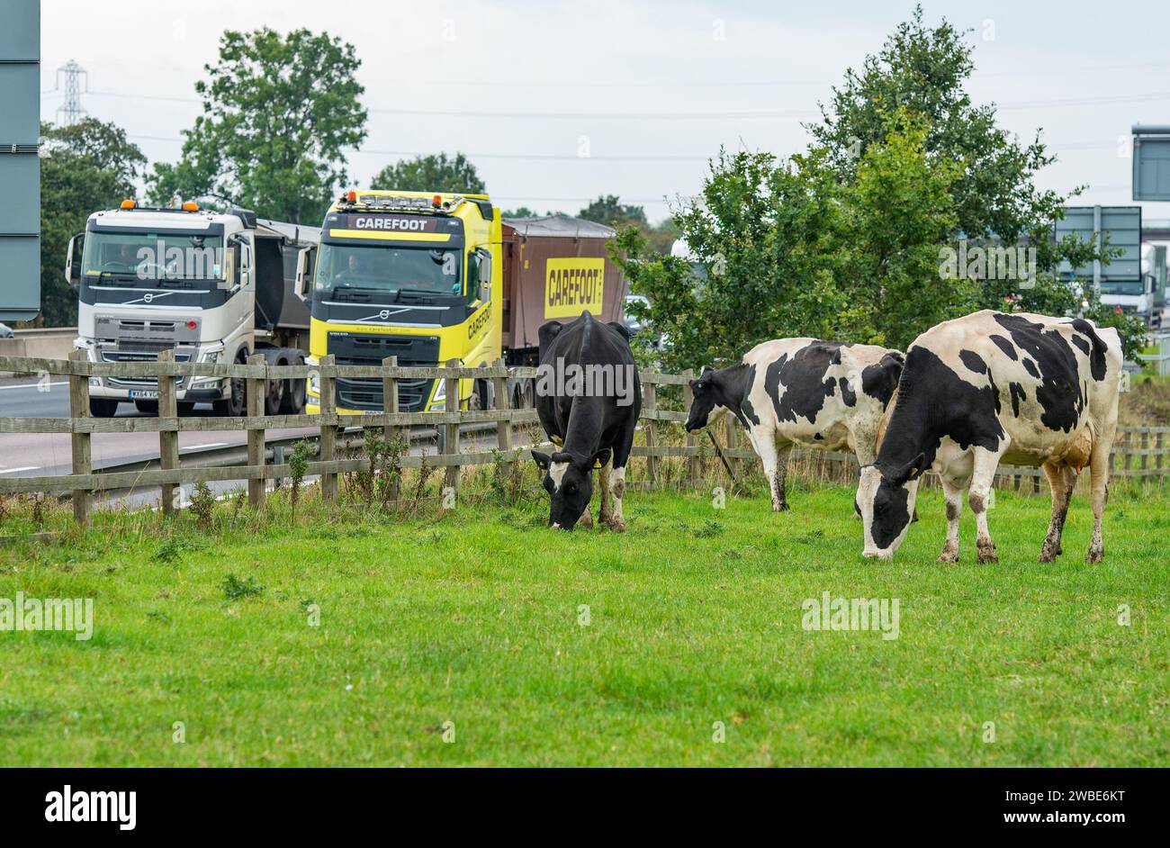 Milchvieh weiden neben der Autobahn M6 in Cheshire, Großbritannien. Stockfoto