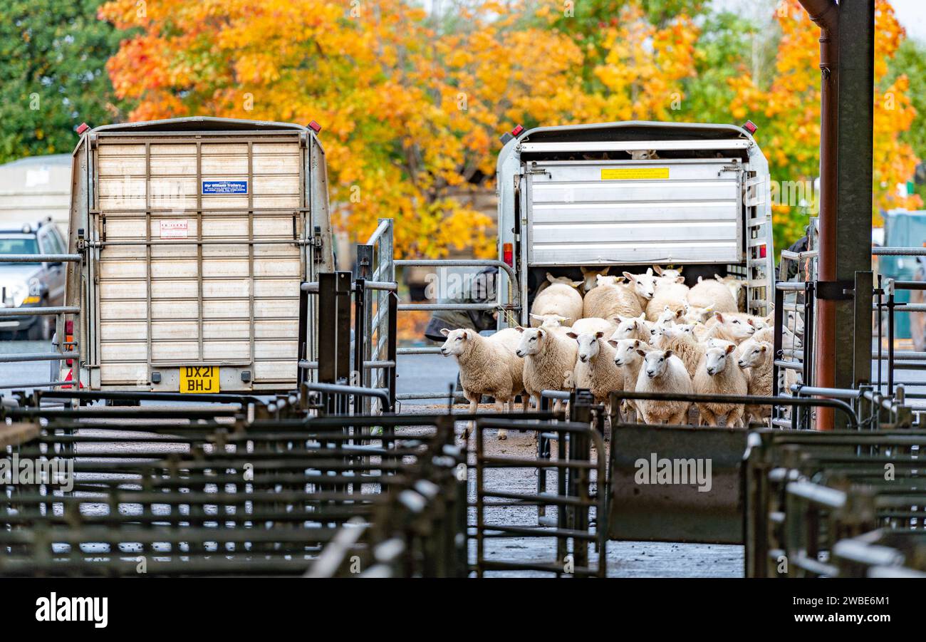 Entladung von Schafen auf dem Bridgnorth Livestock Market, Shropshire, Großbritannien. Stockfoto