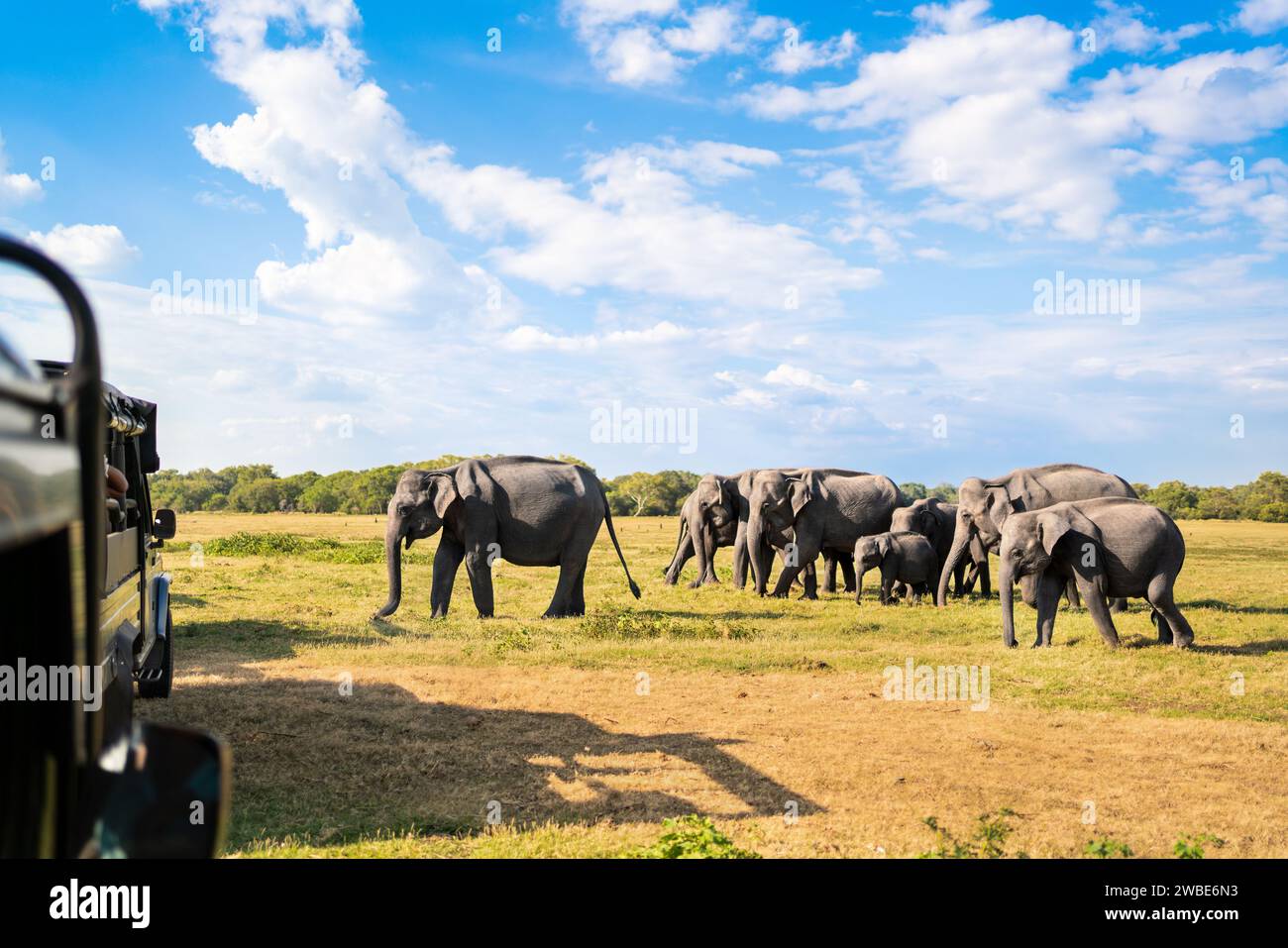 Safari mit Elefanten. Sri Lanka, Nationalpark. Geländewagen-Tourismus. Wildtierfahrt und Wildtiertour für Touristen. Tierbeobachtung vom Auto aus. Stockfoto