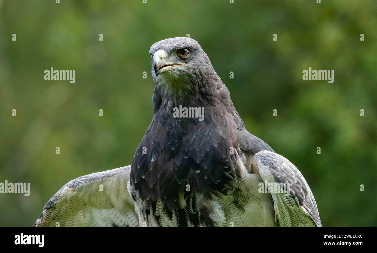 Chilenischer Blauer Bussard Eagle, Muncaster Castle, Ravenglass, Cumbria, Großbritannien Stockfoto