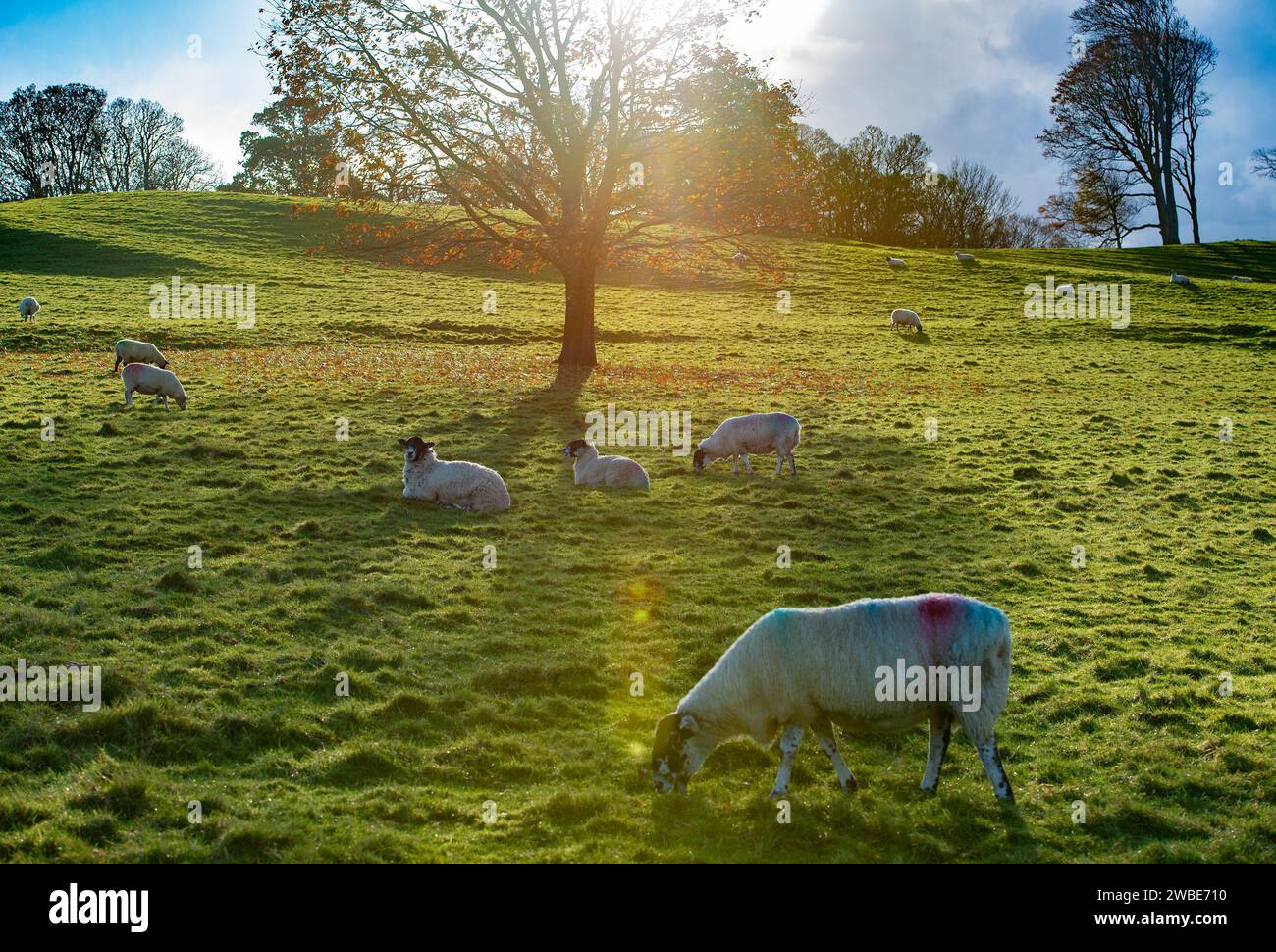 Hintergrundbeleuchtete Maultiere, Milnthorpe, Cumbria, Großbritannien. Stockfoto