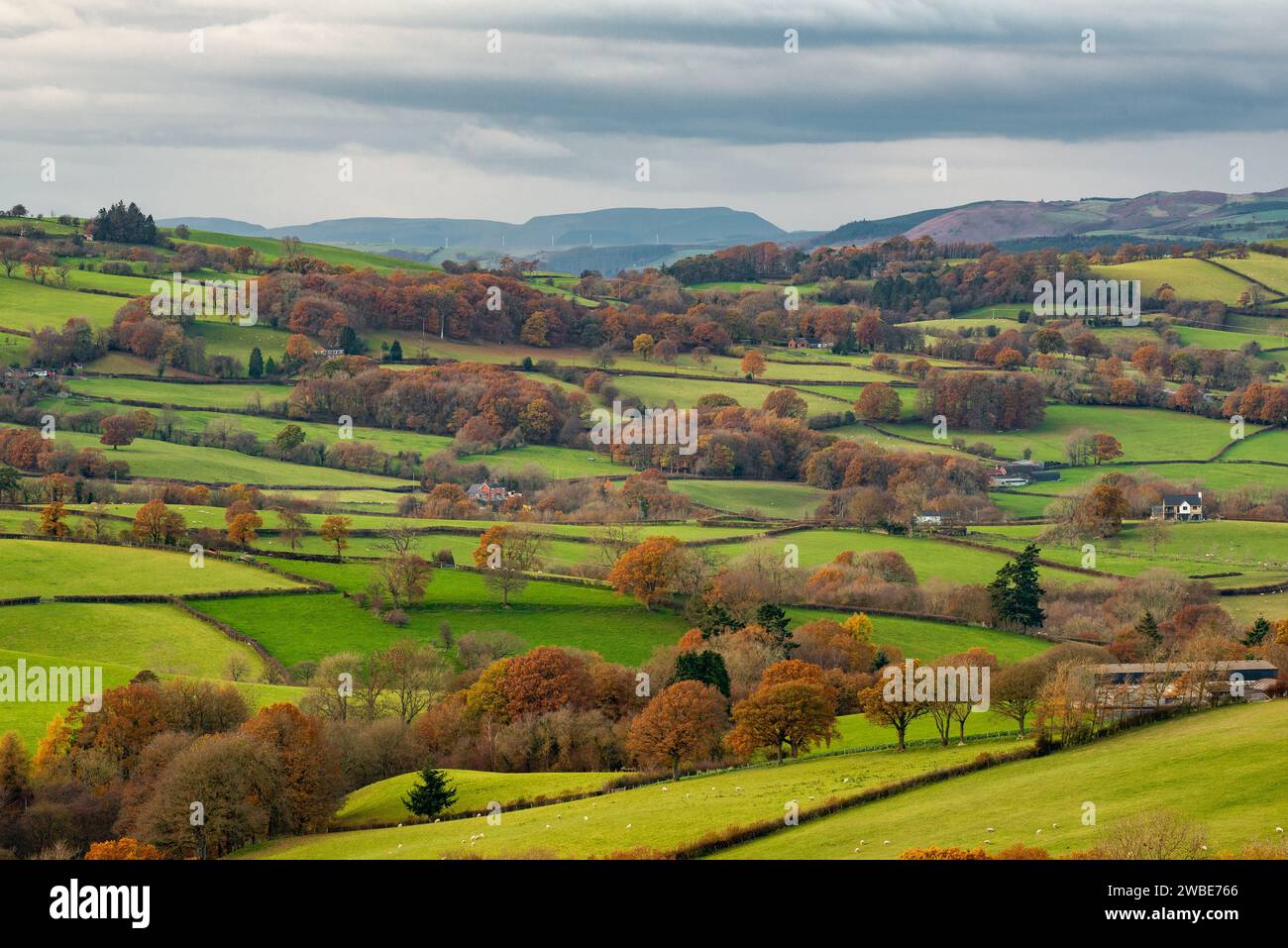 Herbstfarben in der Nähe von Newtown, Powys, Wales, Großbritannien. Stockfoto
