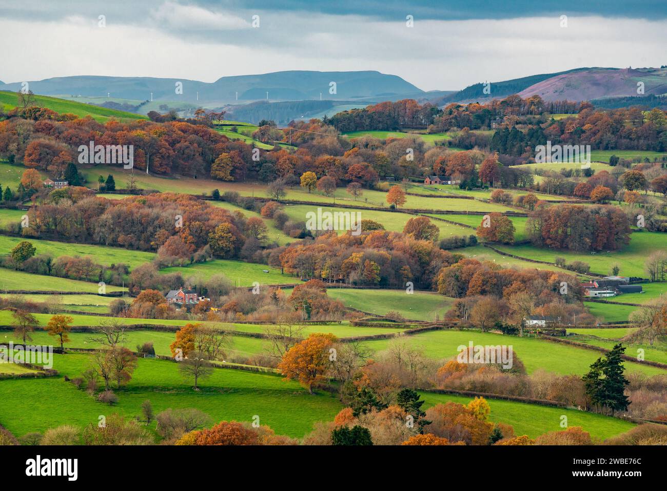 Herbstfarben in der Nähe von Newtown, Powys, Wales, Großbritannien. Stockfoto