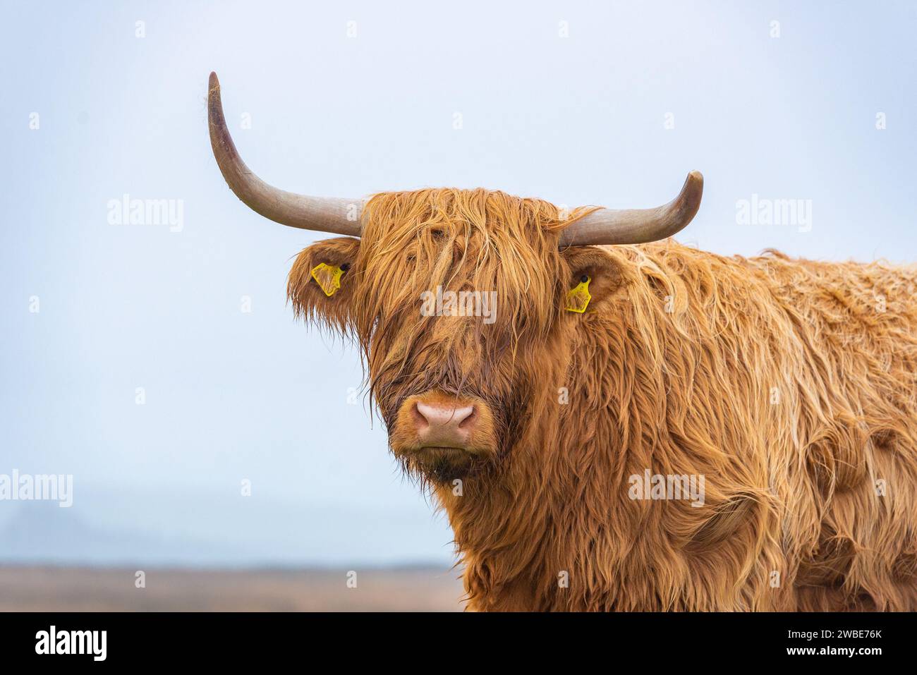 Highland Cow, Yorkshire Dales, North Yorkshire, Vereinigtes Königreich. Stockfoto
