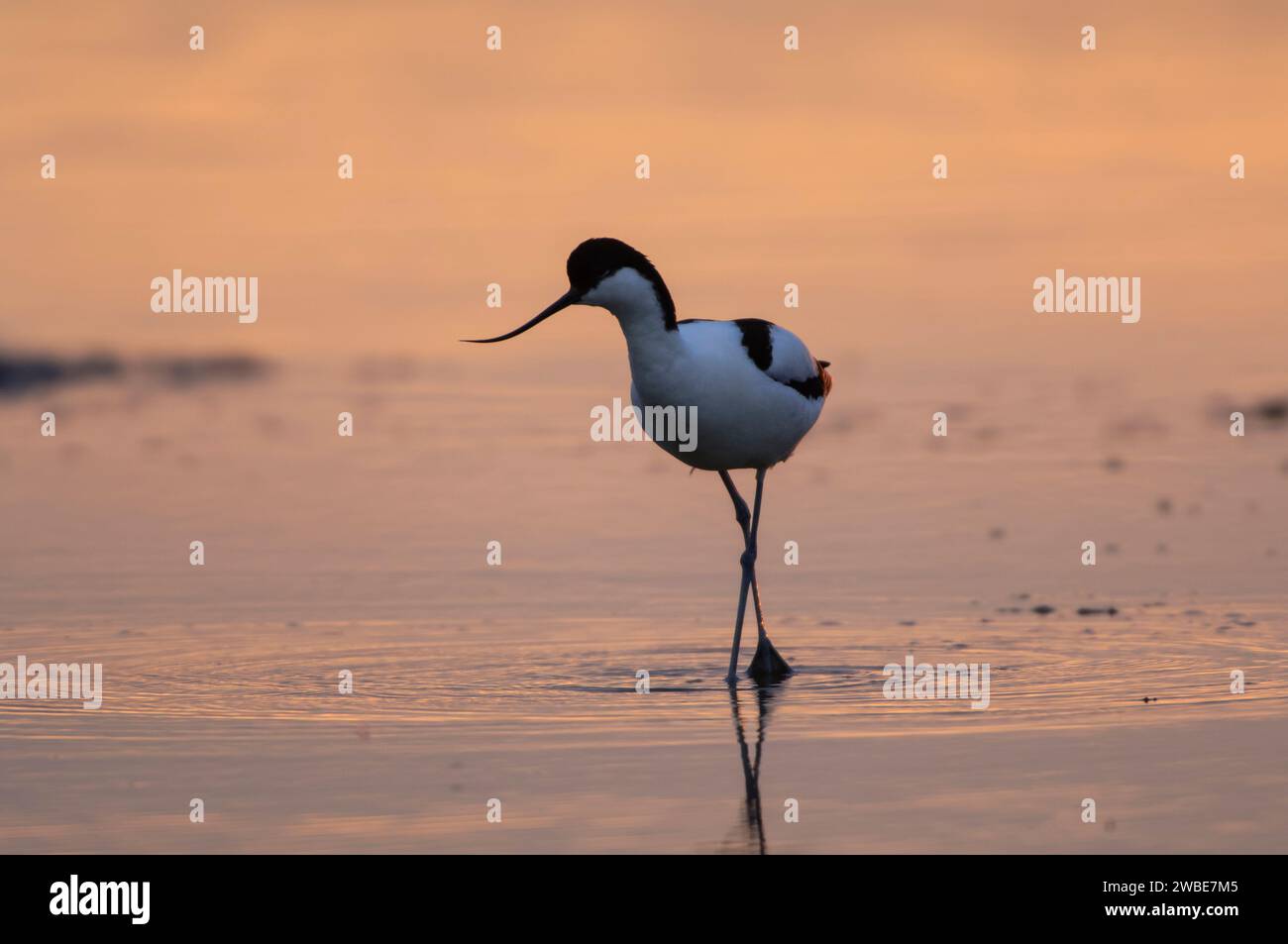 Pied avocet Recurvirostra avosetta, Watching im flachen Pool bei Sonnenuntergang, Norfolk, Juni. Stockfoto