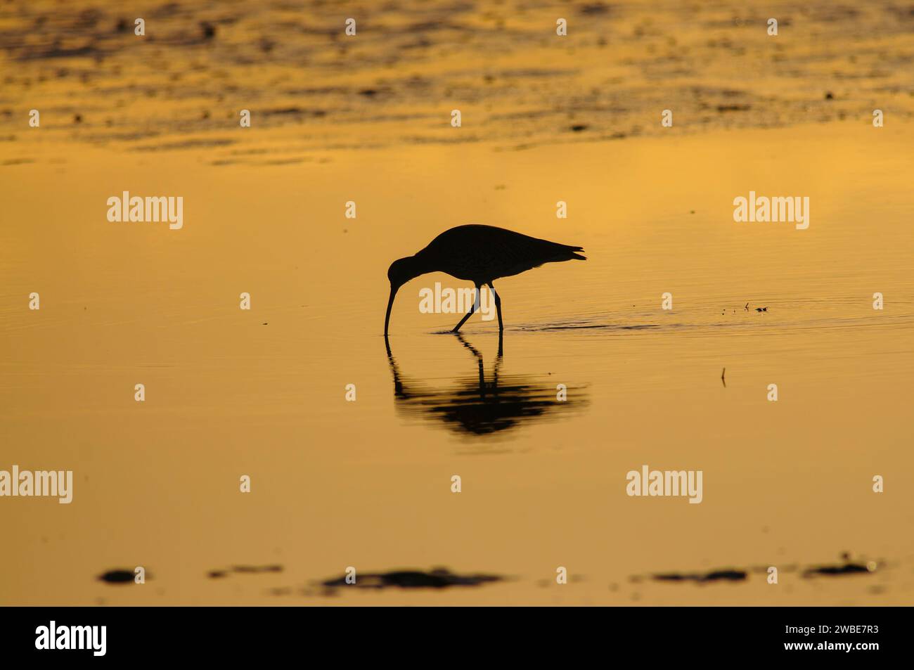 Eurasischer Brachvogel Numenius arquata, ernährt sich von Wattenmeer bei Sonnenuntergang im November. Stockfoto