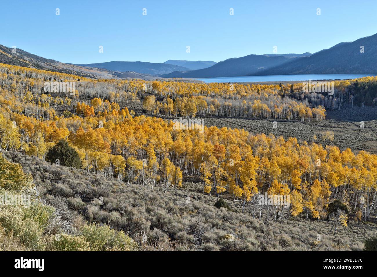 Mit Blick auf den Fish Lake 'Pando Clone', auch bekannt als Tembling Giant, Morgenlicht, Mitte Oktober, auf einer Höhe von 8848 m, Fishlake National Forest. Stockfoto