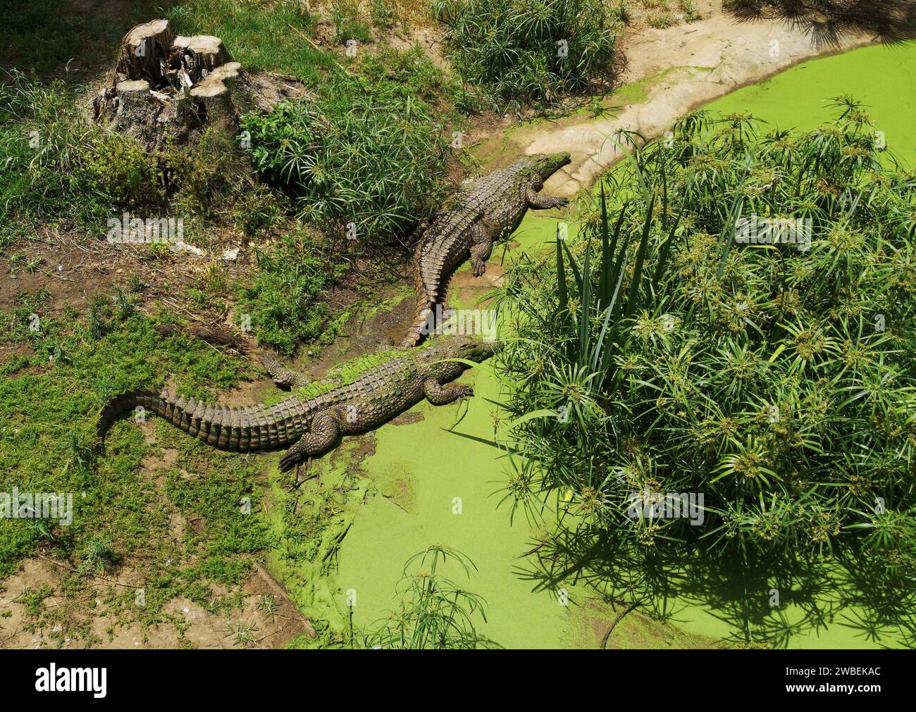 Zwei Alligatoren wurden von oben erschossen. Krokodil liegt im Zoo; wunderschönes Tier auf der Safari Stockfoto