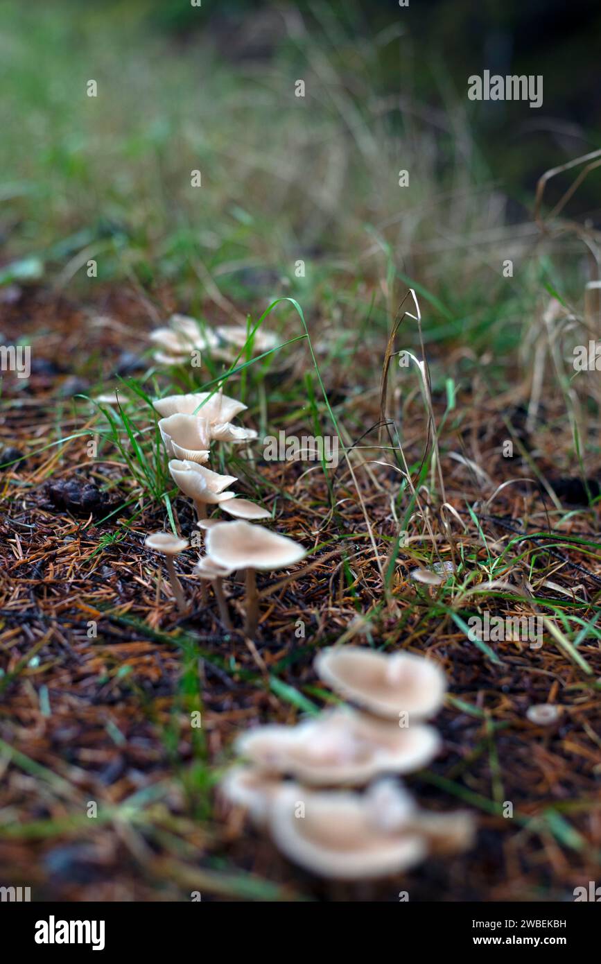Wild wachsende Pilze im Wald Stockfoto