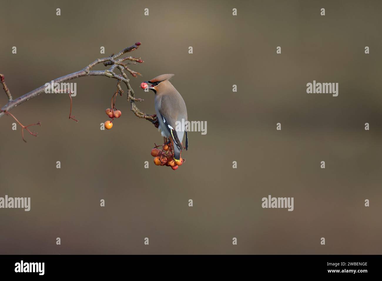 Wachs auf einem rowen-Zweig mit einer Beere im Schnabel Stockfoto