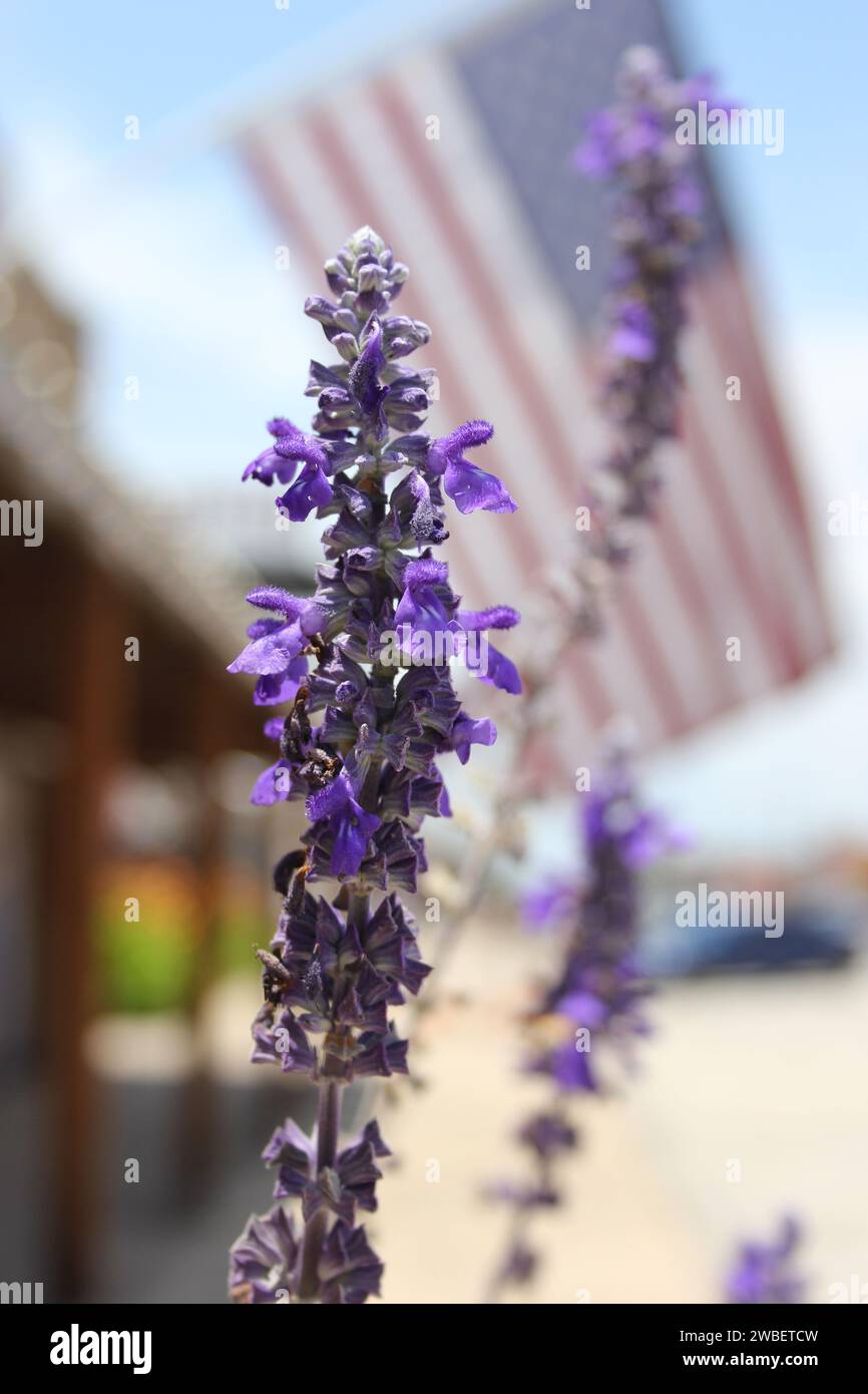 Eine vertikale selektive Fokusaufnahme blühender lila Lavendelblüten Stockfoto
