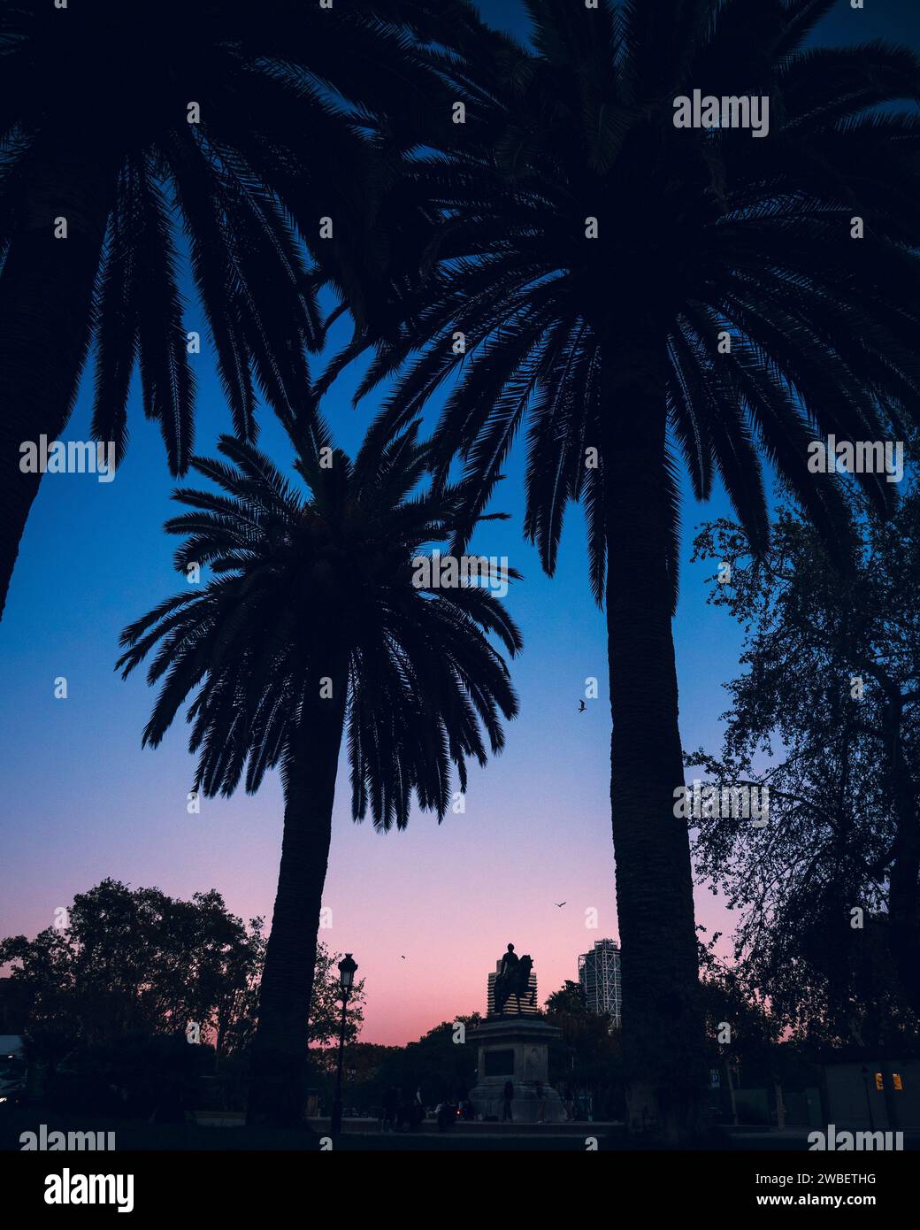 Palmen bei Sonnenuntergang in Barcelona Stockfoto