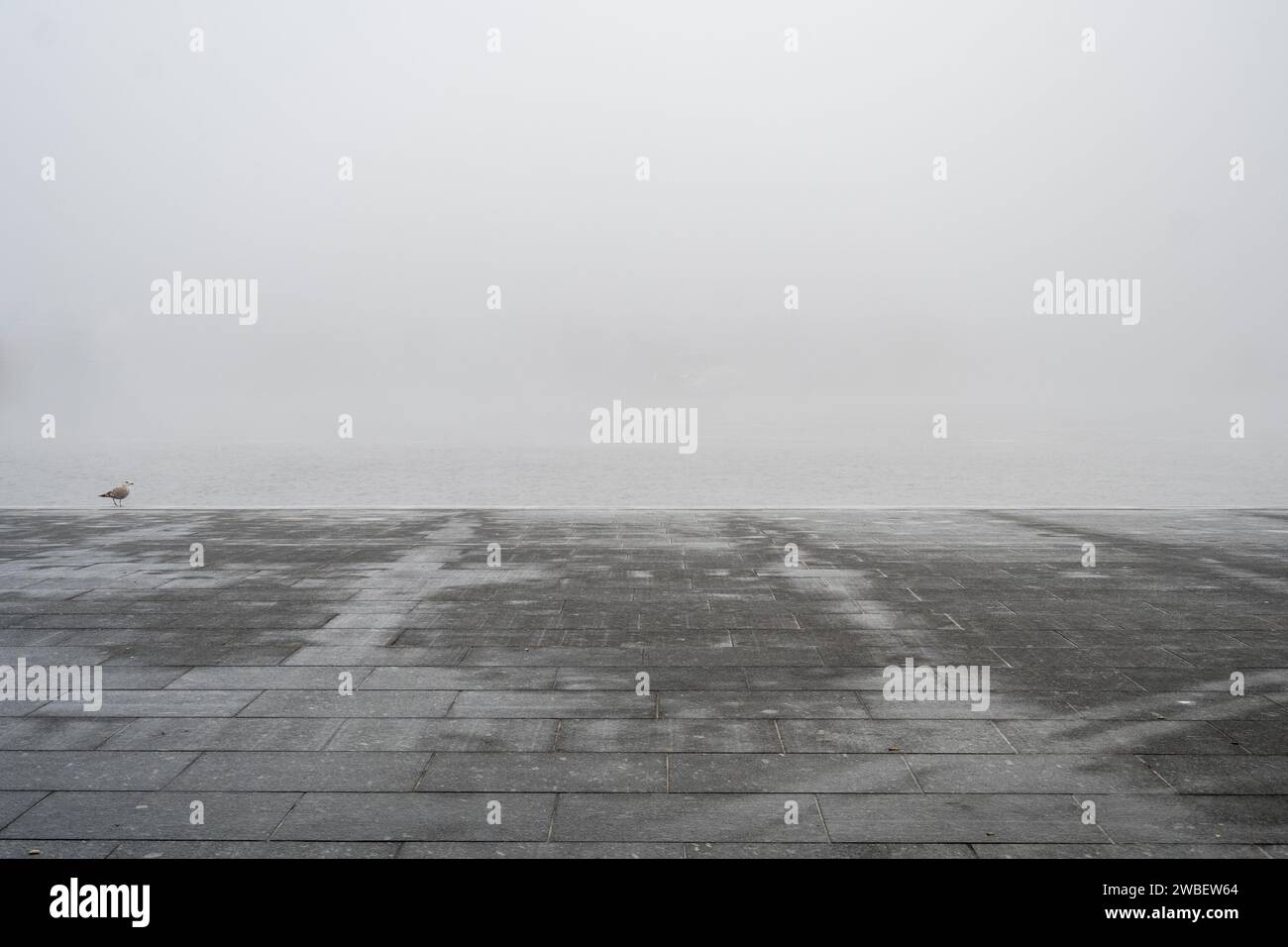 Nebeliger Tag mit Vogel Stockfoto