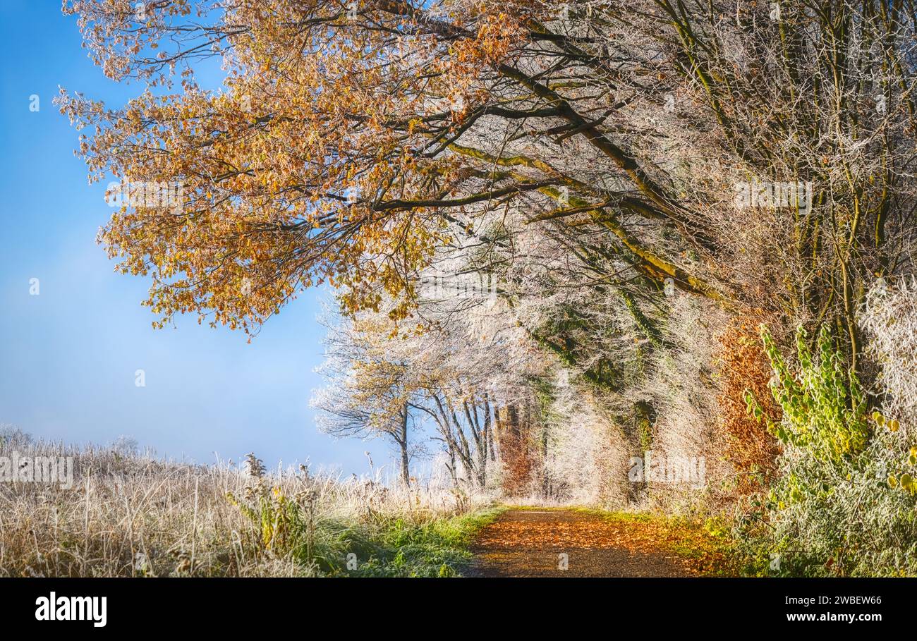 Pfad am Rande eines Mischwaldes, Bäume mit bunten Herbstblättern, gepudert mit Raureif an einem kalten sonnigen Morgen, Rheinland-Pfalz Deutschland Stockfoto
