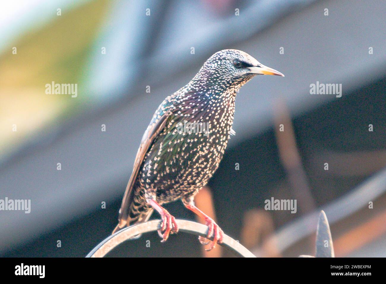Ein Starlin Derby, Großbritannien. Januar 2024. Ein Starling in einem Derby House Garden Stockfoto