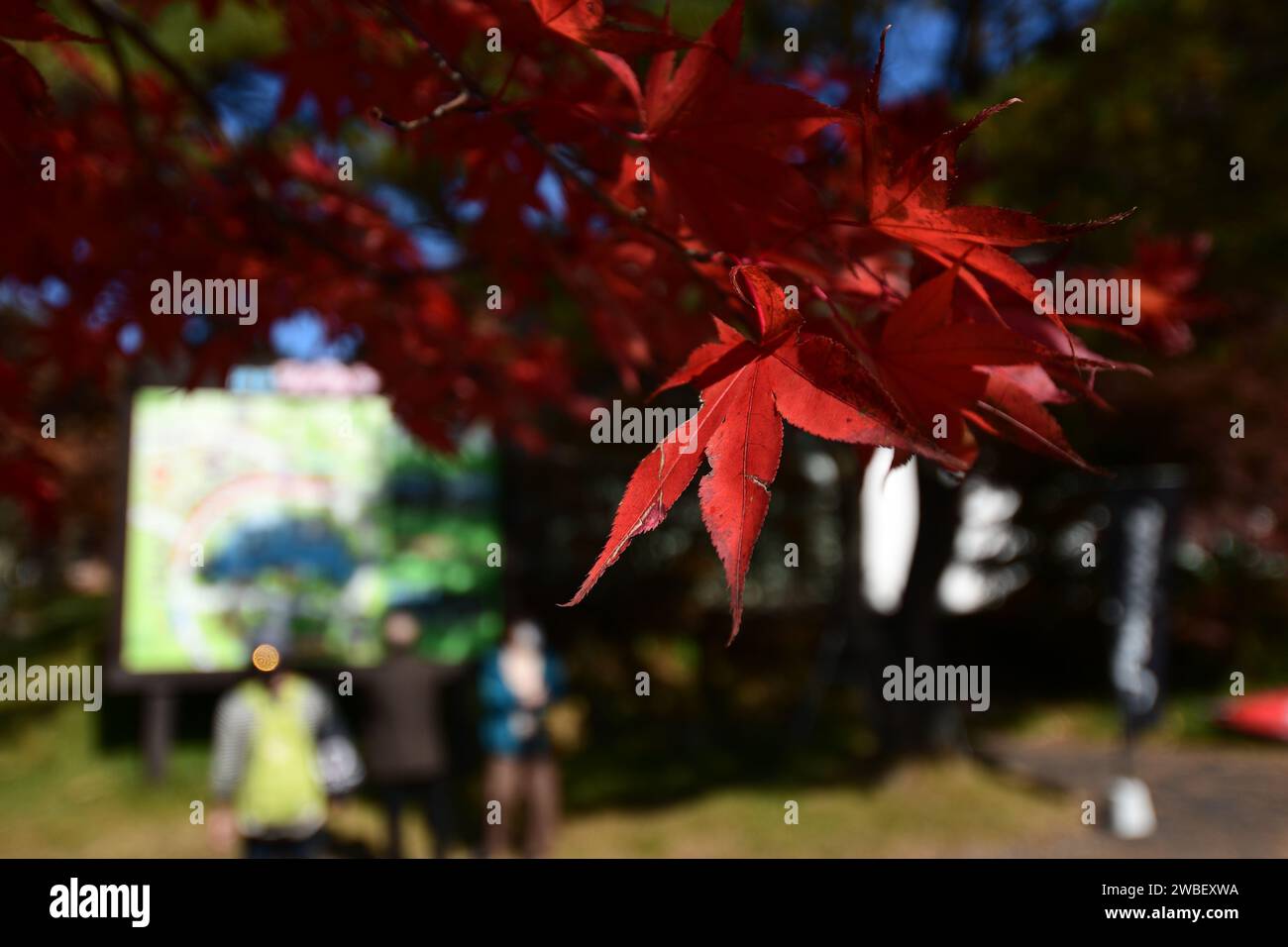 Ein reifer Baum mit hellrotem Laub steht im Vordergrund eines großen LED-Bildschirms für den Außenbereich Stockfoto