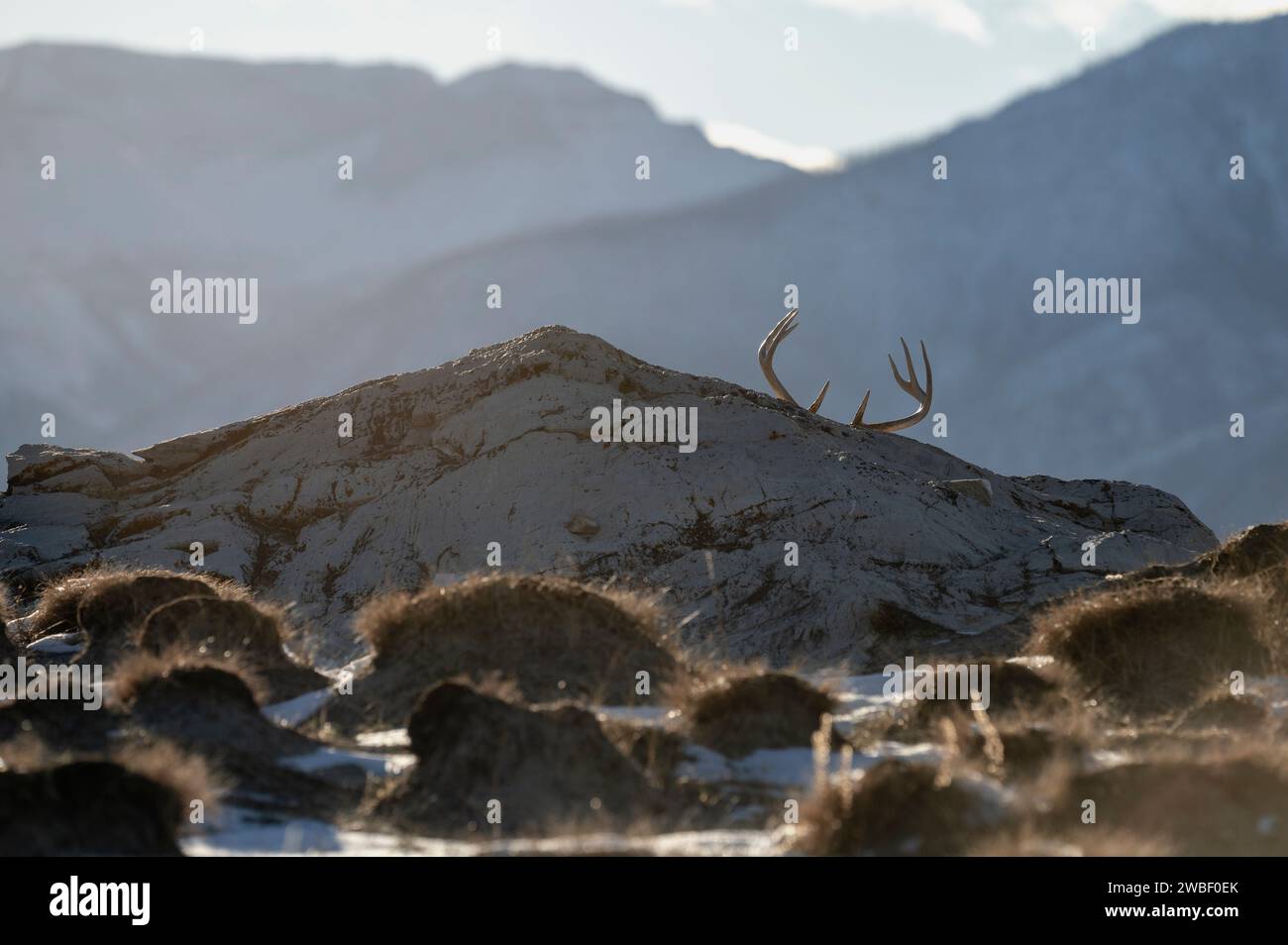 Hirschgeweihe auf einem Berggipfel, Jasper National Park, Alberta, Kanada Stockfoto