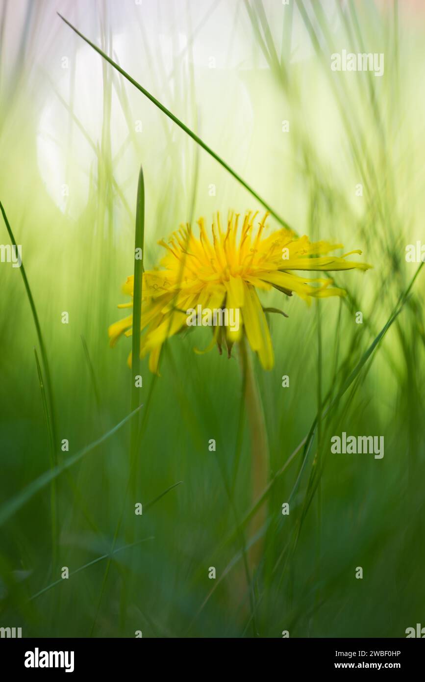 Ein einziger gelber Löwenzahn zwischen Grashalmen, gewöhnlicher Löwenzahn (Taraxacum Sekt Ruderalia) auf einer Wiese, verschwommener Hintergrund mit Sonnenfleck, Bokeh Stockfoto