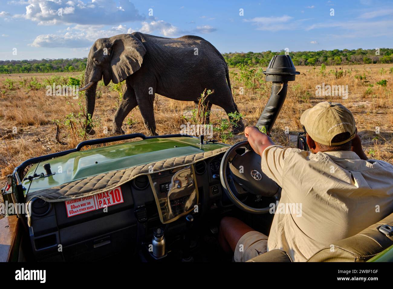 Simbabwe, Matabeleland North, Provinz, Hwange Nationalpark, wilde afrikanische Elefanten (Loxodonta africana), Pirschfahrt im Geländewagen Stockfoto