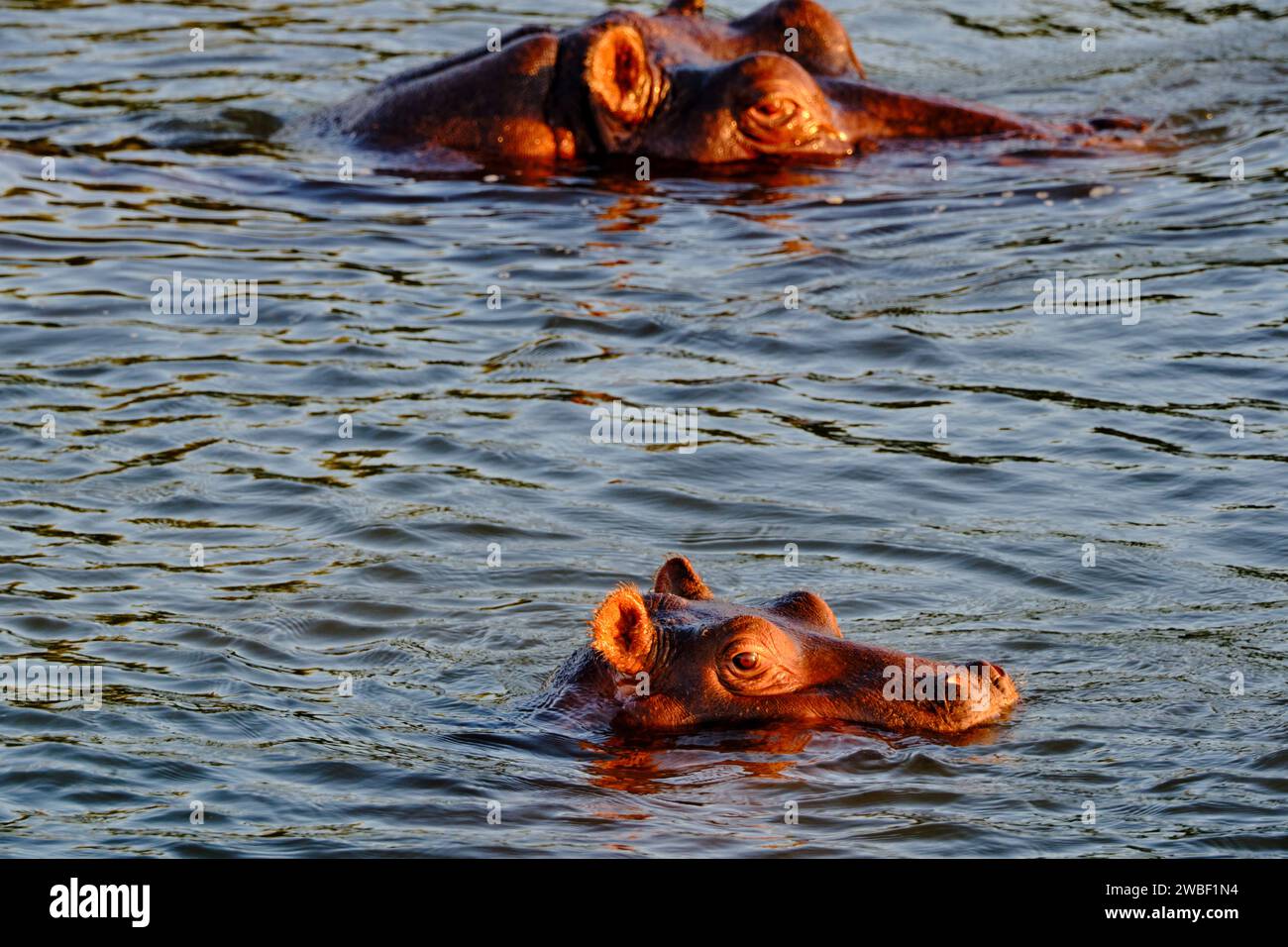 Simbabwe, Provinz Matabeleland Nord, Sambesi, Flusspferde (Hippopotamus amphibius) Stockfoto