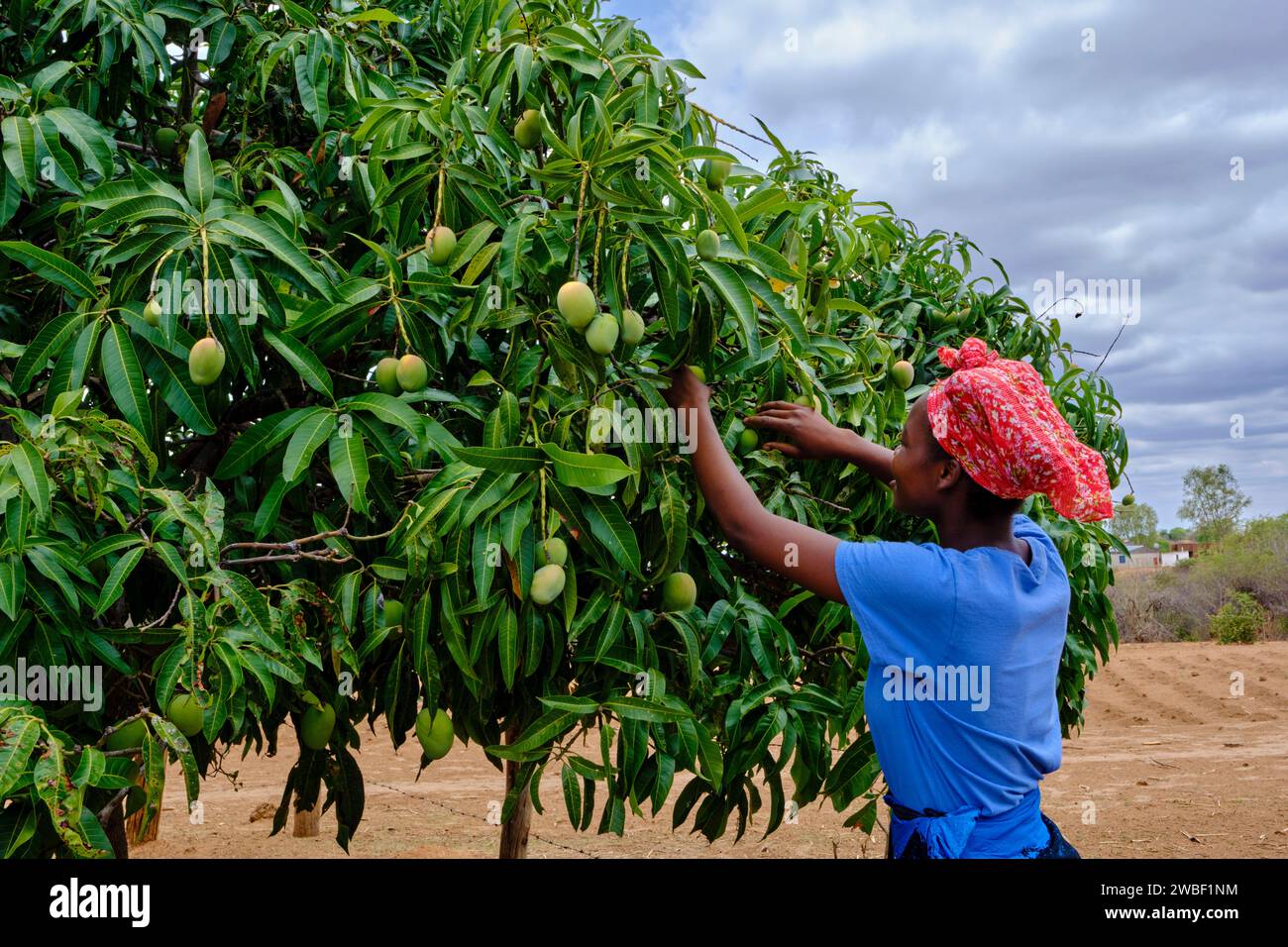 Simbabwe, Matabeleland North, Dorf in der Nähe von Hwange, Mangos pflücken mit Gugulethu Dube, 21 Jahre alt Stockfoto