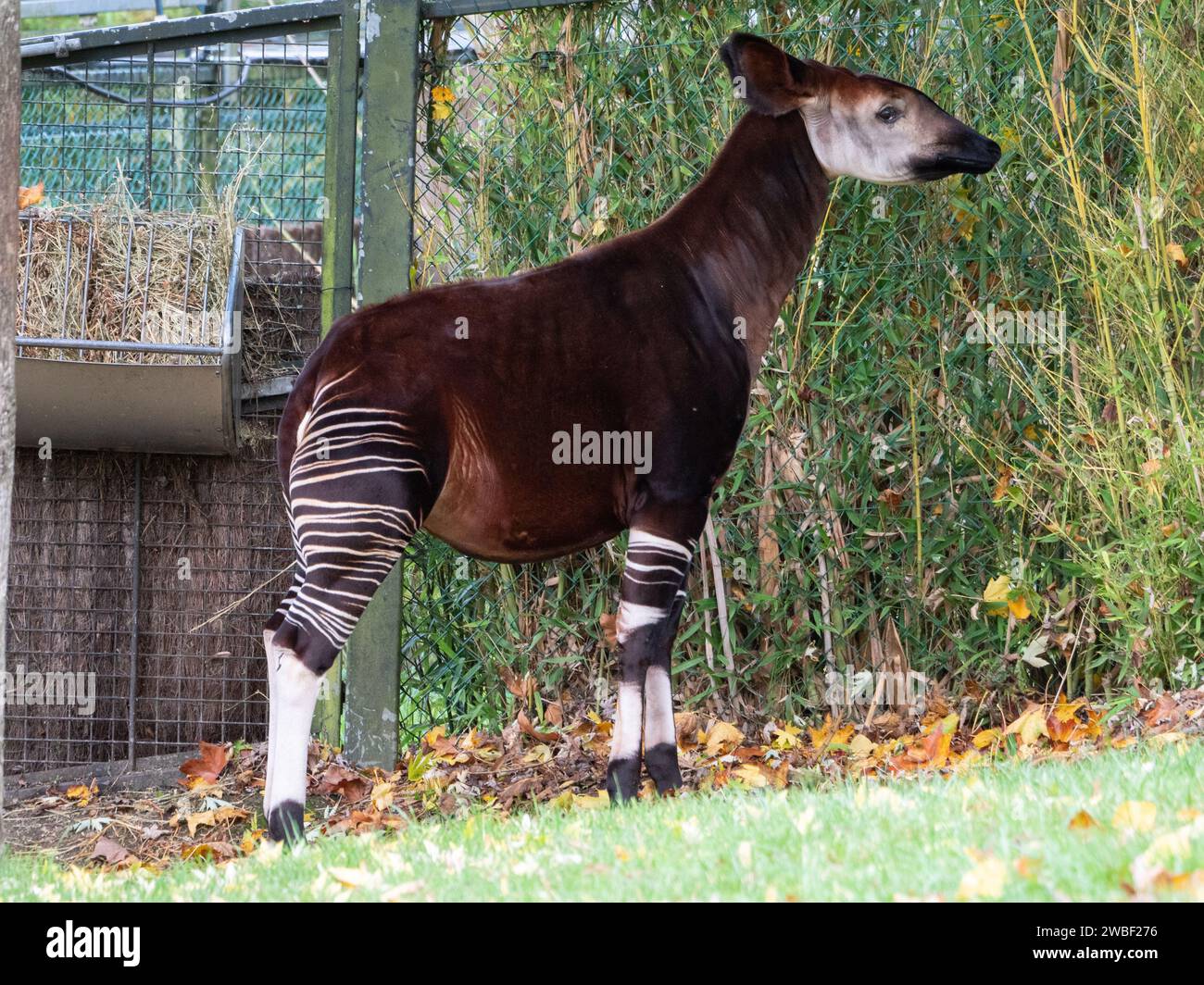 Entzückendes Baby-Okapi, das in einer ruhigen Umgebung im Freien steht Stockfoto