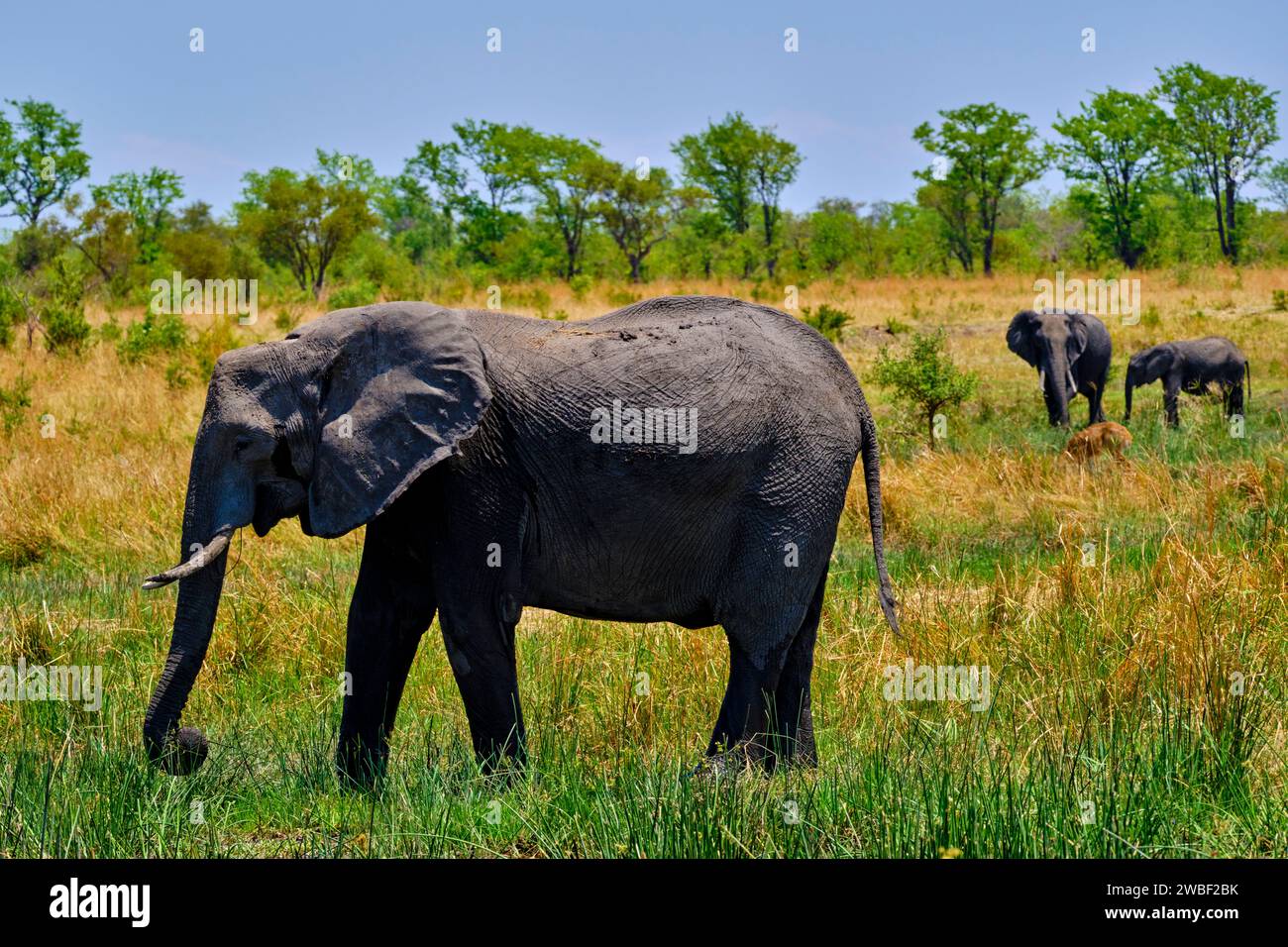 Simbabwe, Matabeleland North, Provinz, Hwange-Nationalpark, wilde afrikanische Elefanten (Loxodonta africana) Stockfoto