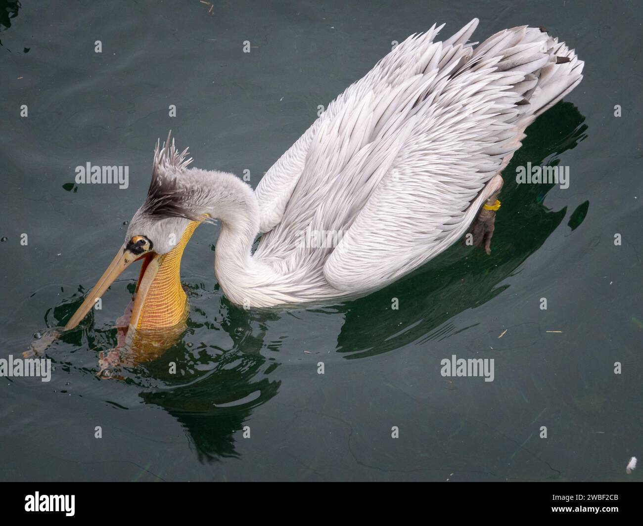 Ein Pelikan wird während des Fluges mit weit geöffnetem Schnabel gefangen Stockfoto Ein Pelikan wird während des Fluges mit weit geöffnetem Schnabel gefangen Stockfoto
