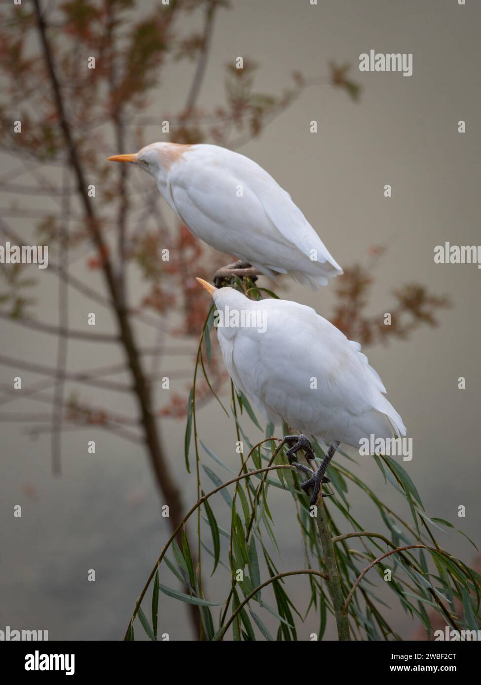 Zwei Vögel auf einem Baumzweig, mit Blick auf das Wasser darunter Stockfoto