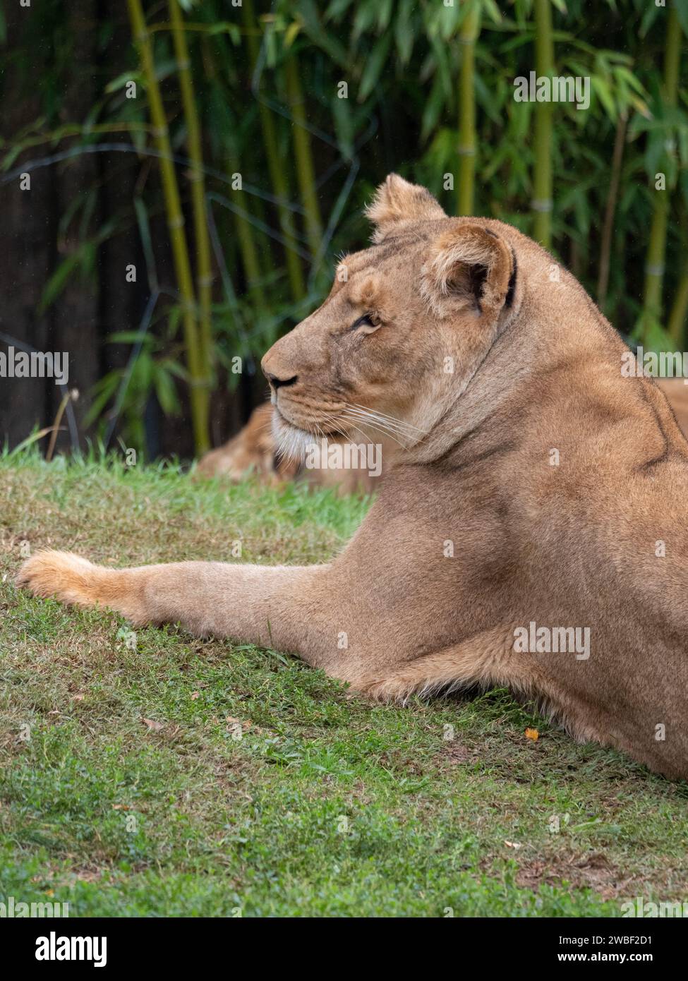 Ein junger Löwe, der auf einer grasbewachsenen Wiese liegt, sein majestätisches Fell wird vom warmen Sonnenlicht beleuchtet Stockfoto