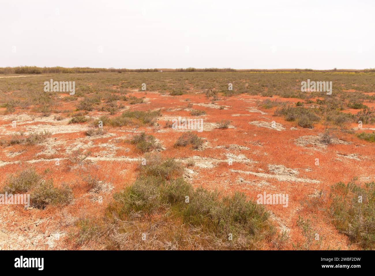 Schönes rotes Gras auf der Ebene. Shirvan National Reserve. Aserbaidschan. Stockfoto