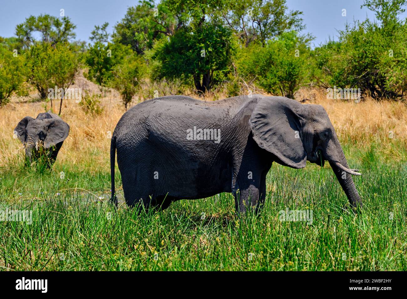 Simbabwe, Matabeleland North, Provinz, Hwange-Nationalpark, wilde afrikanische Elefanten (Loxodonta africana) Stockfoto