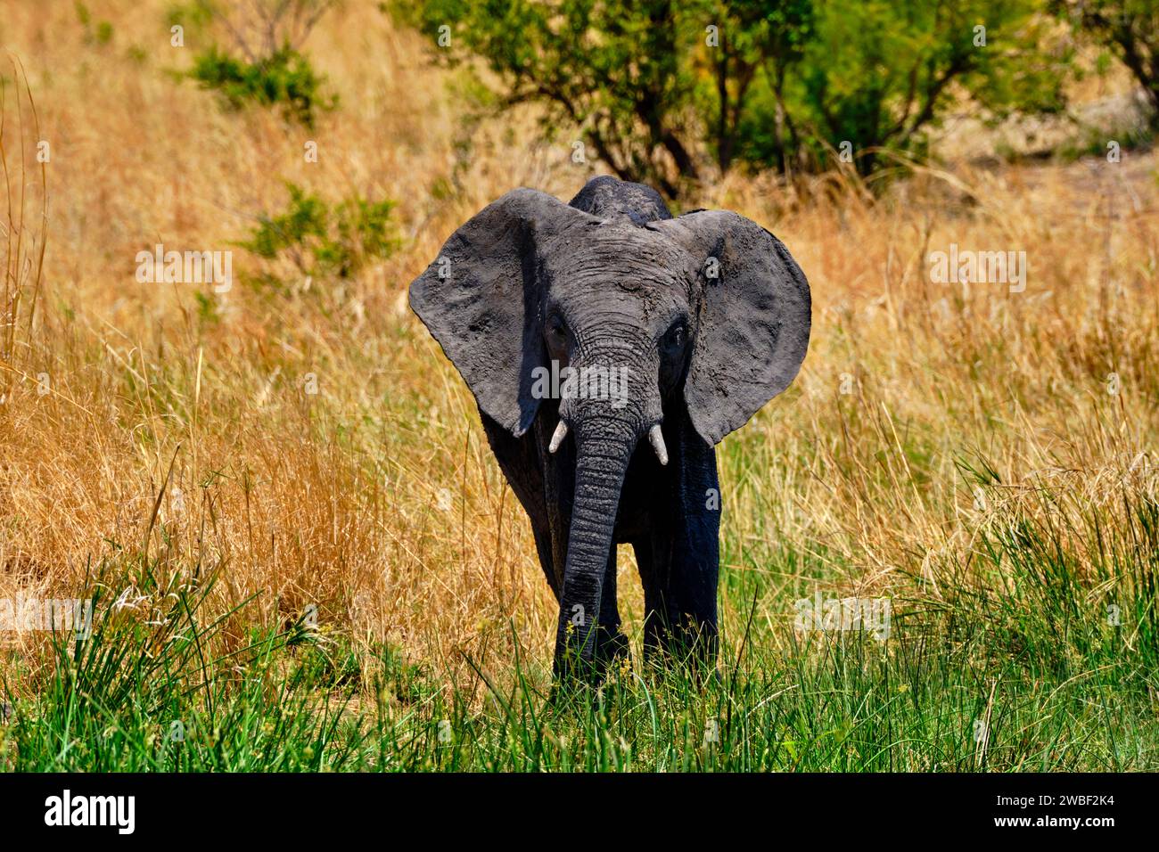 Simbabwe, Matabeleland North, Provinz, Hwange-Nationalpark, wilde afrikanische Elefanten (Loxodonta africana) Stockfoto